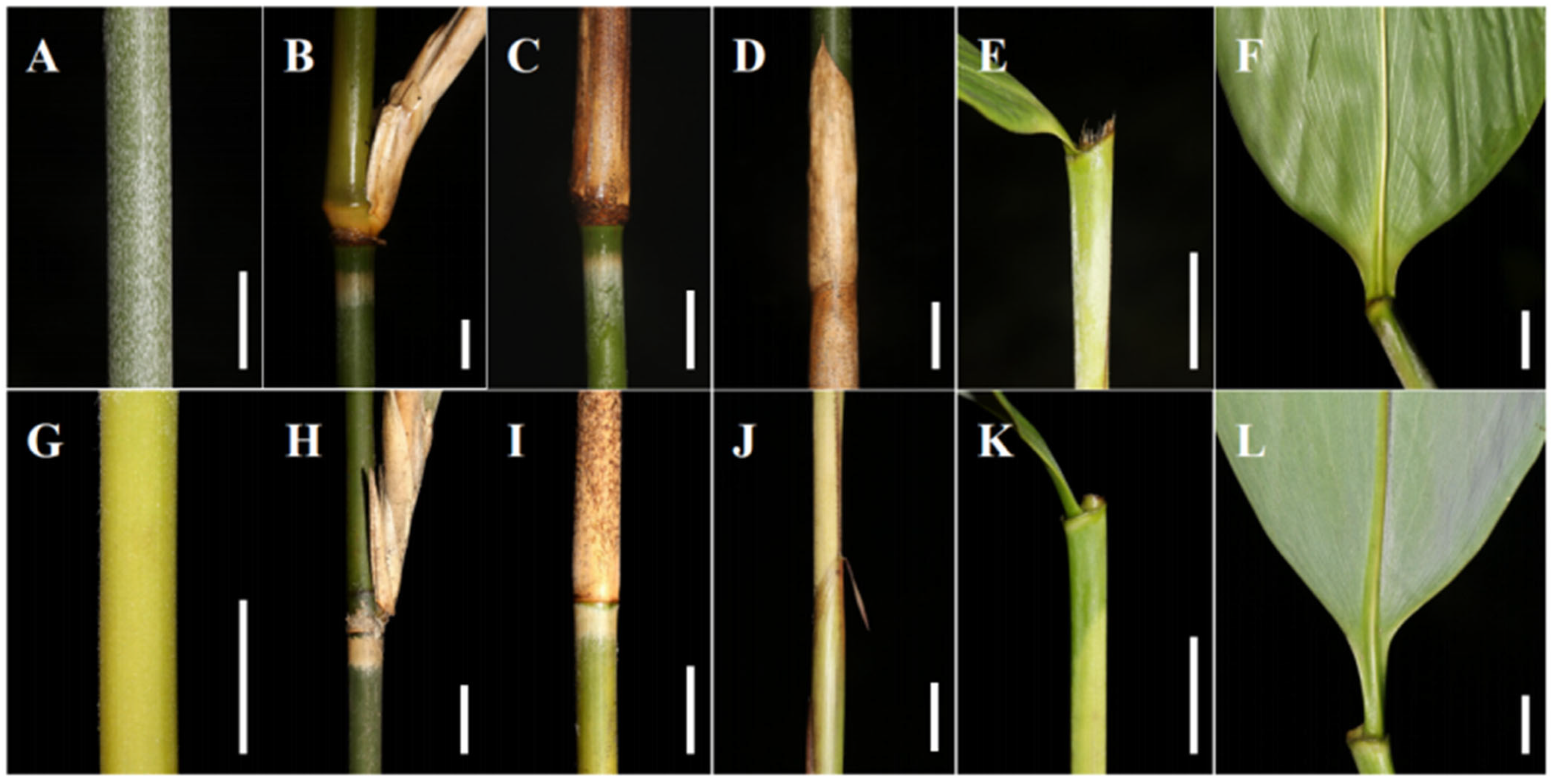 Taxonomy 05 00012 g001