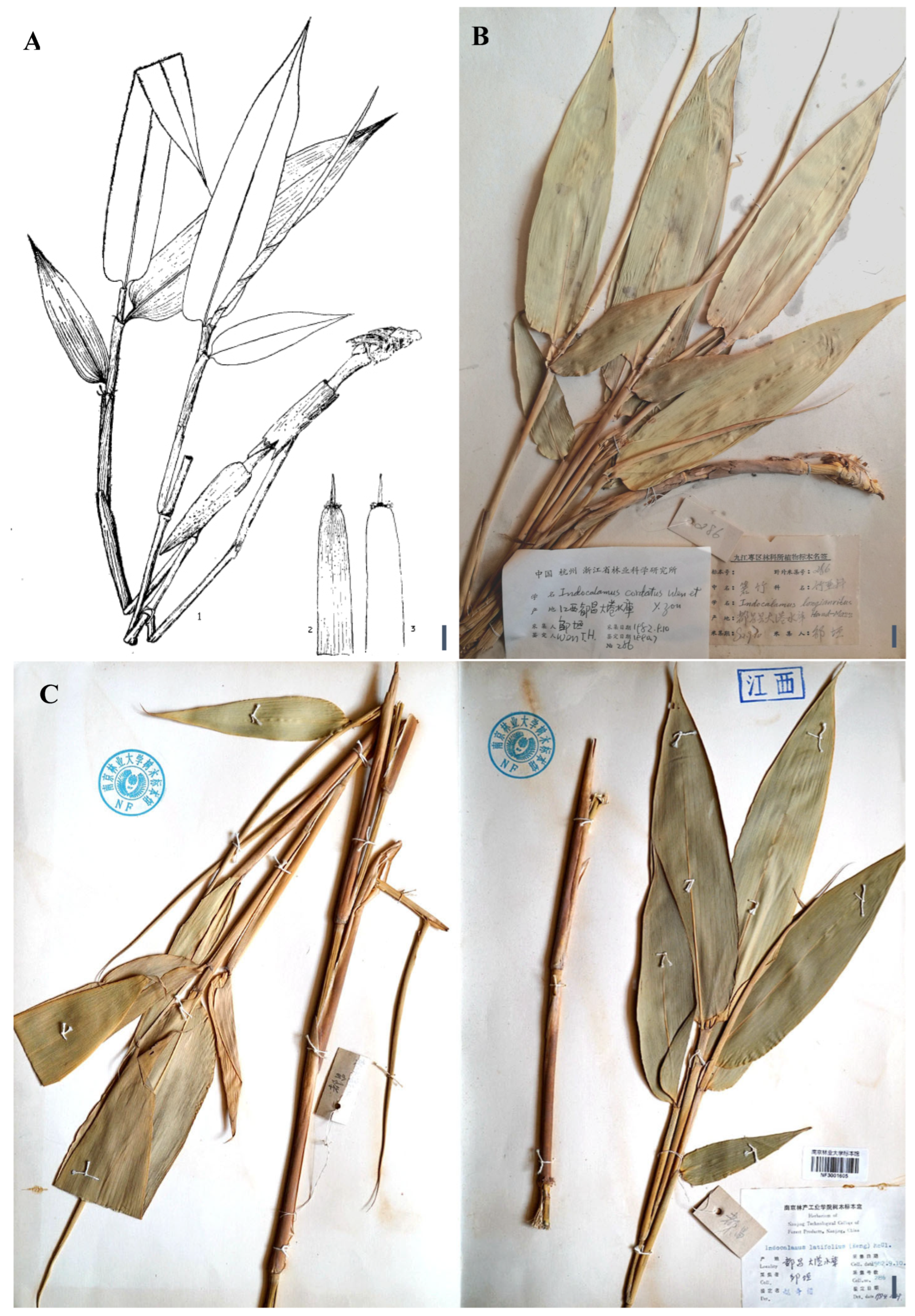 Taxonomy 05 00012 g002