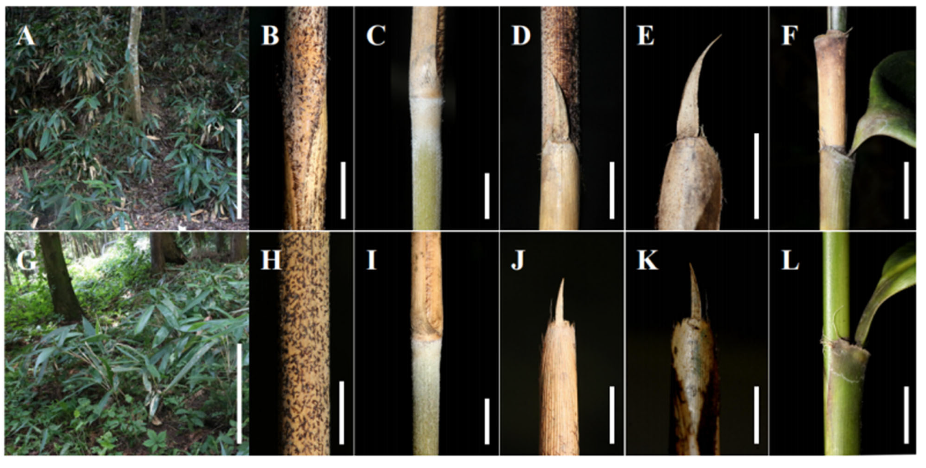 Taxonomy 05 00012 g004