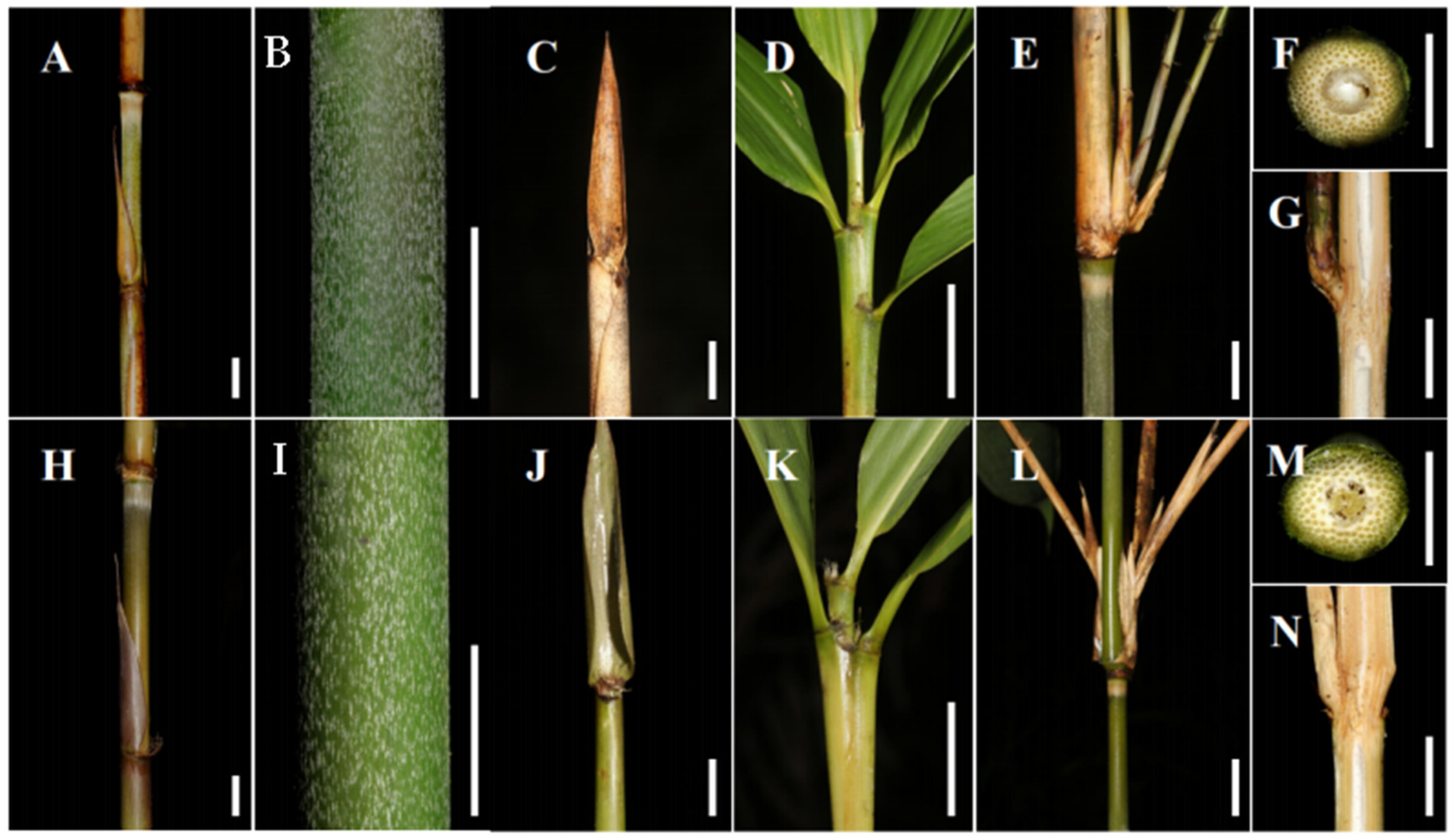 Taxonomy 05 00012 g006