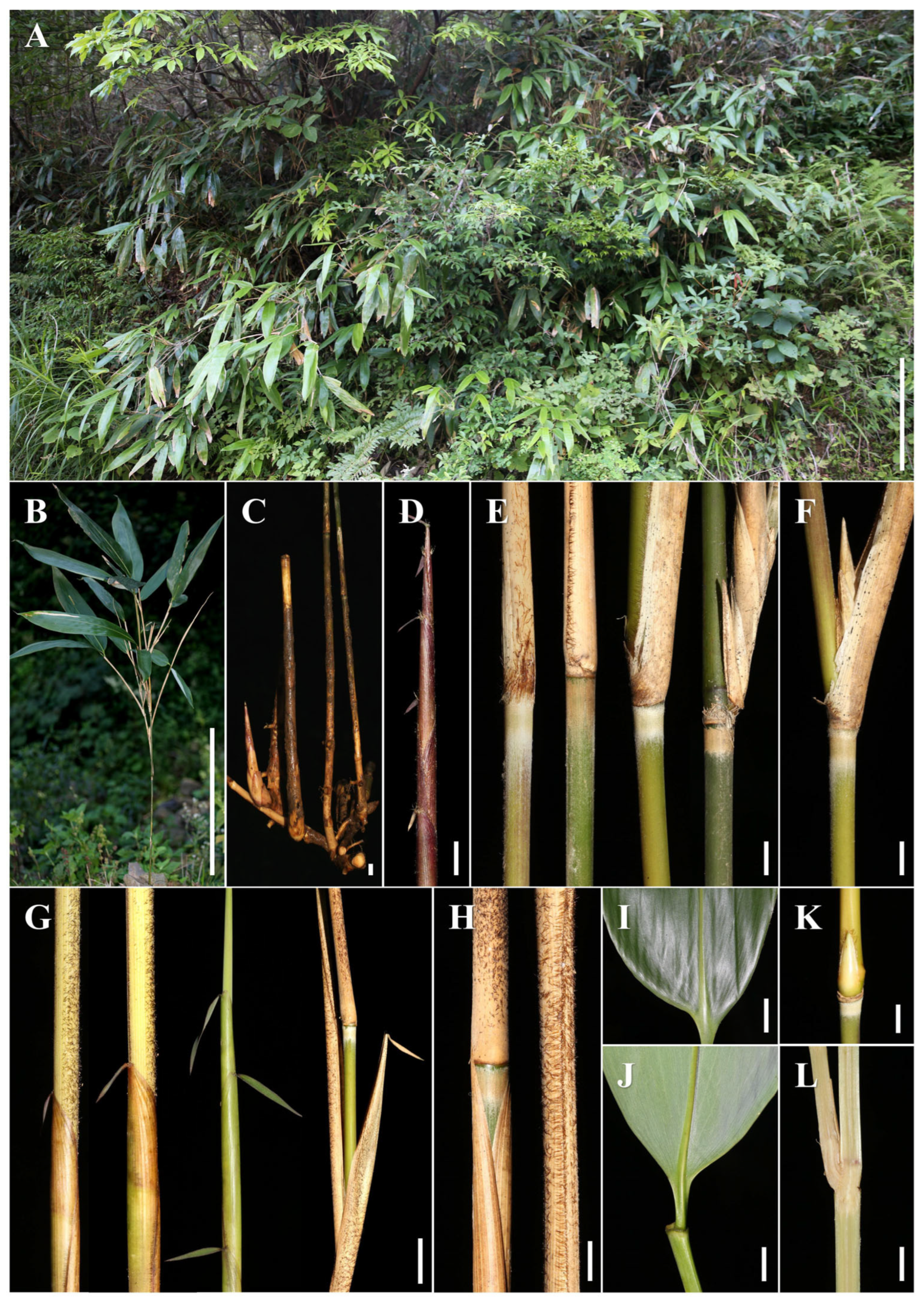 Taxonomy 05 00012 g009