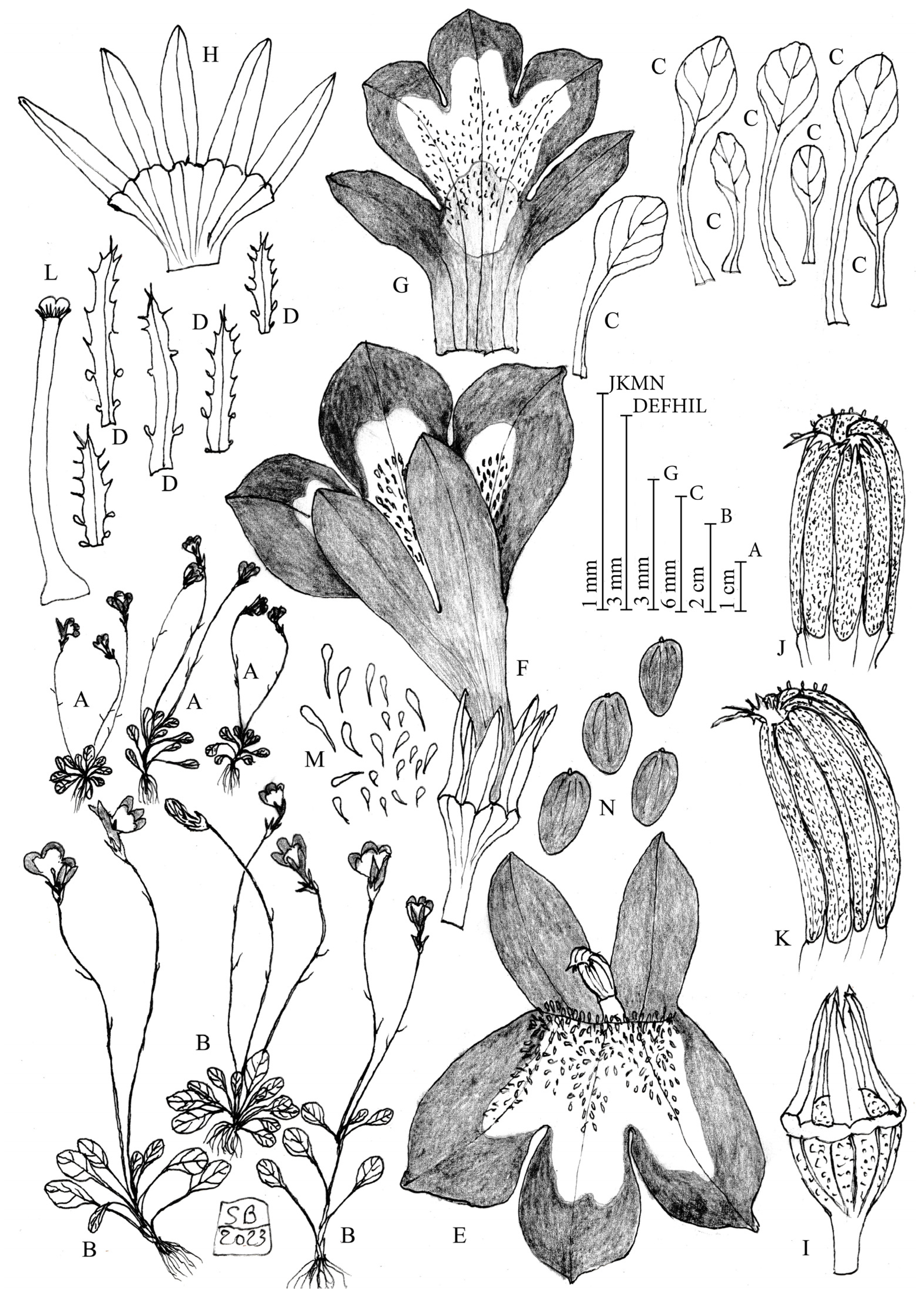 Taxonomy 05 00013 g001