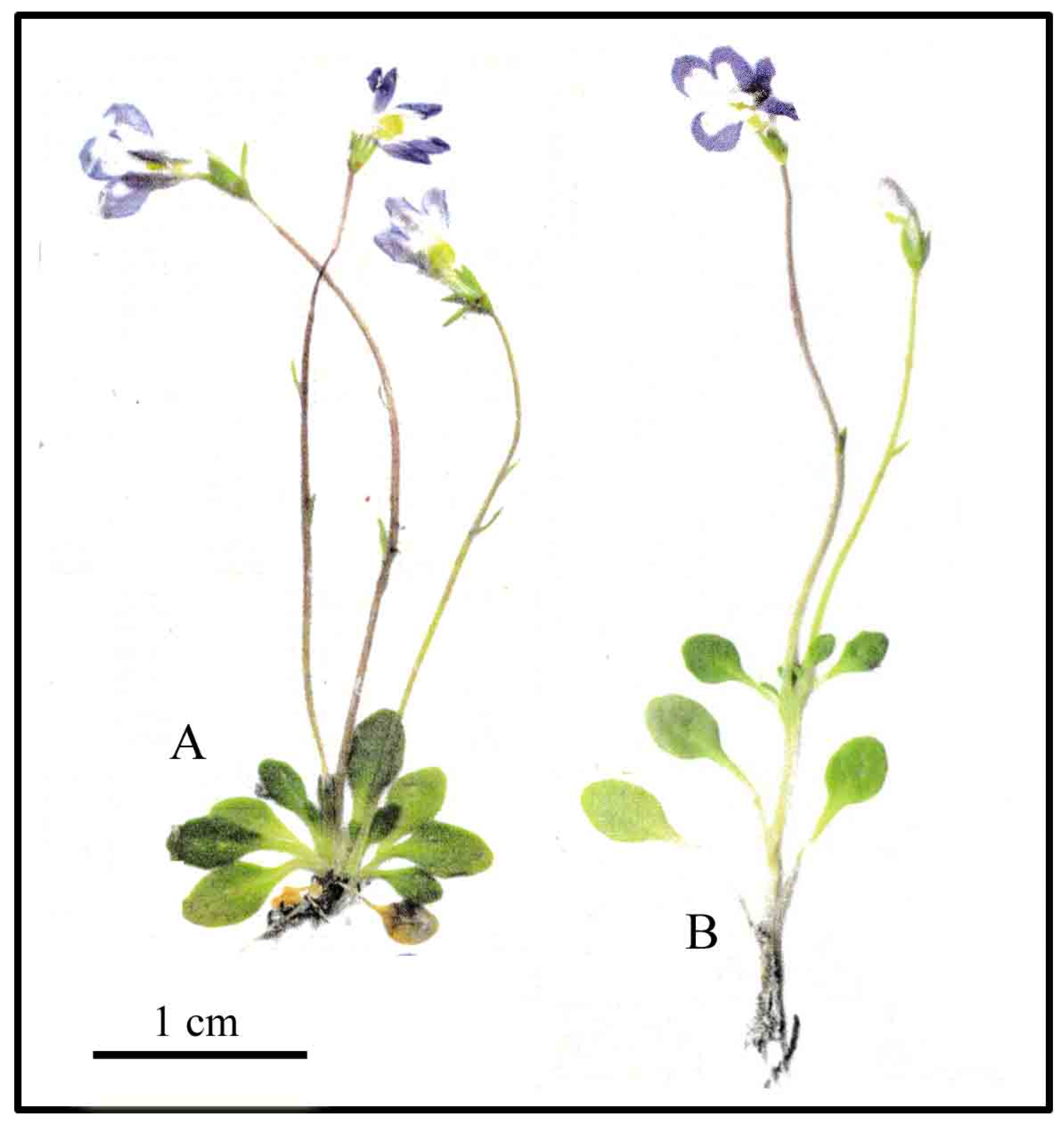 Taxonomy 05 00013 g002