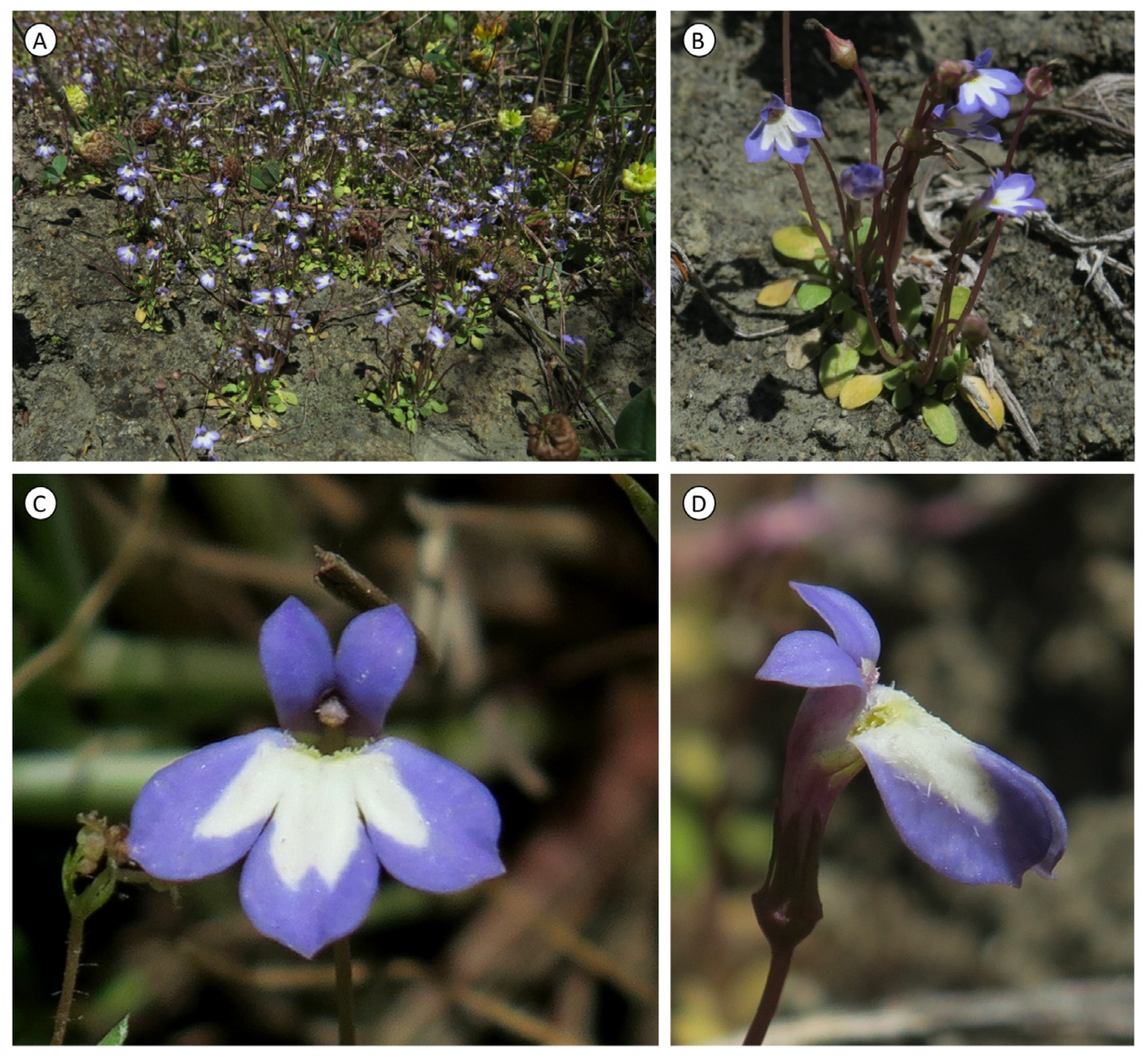 Taxonomy 05 00013 g004