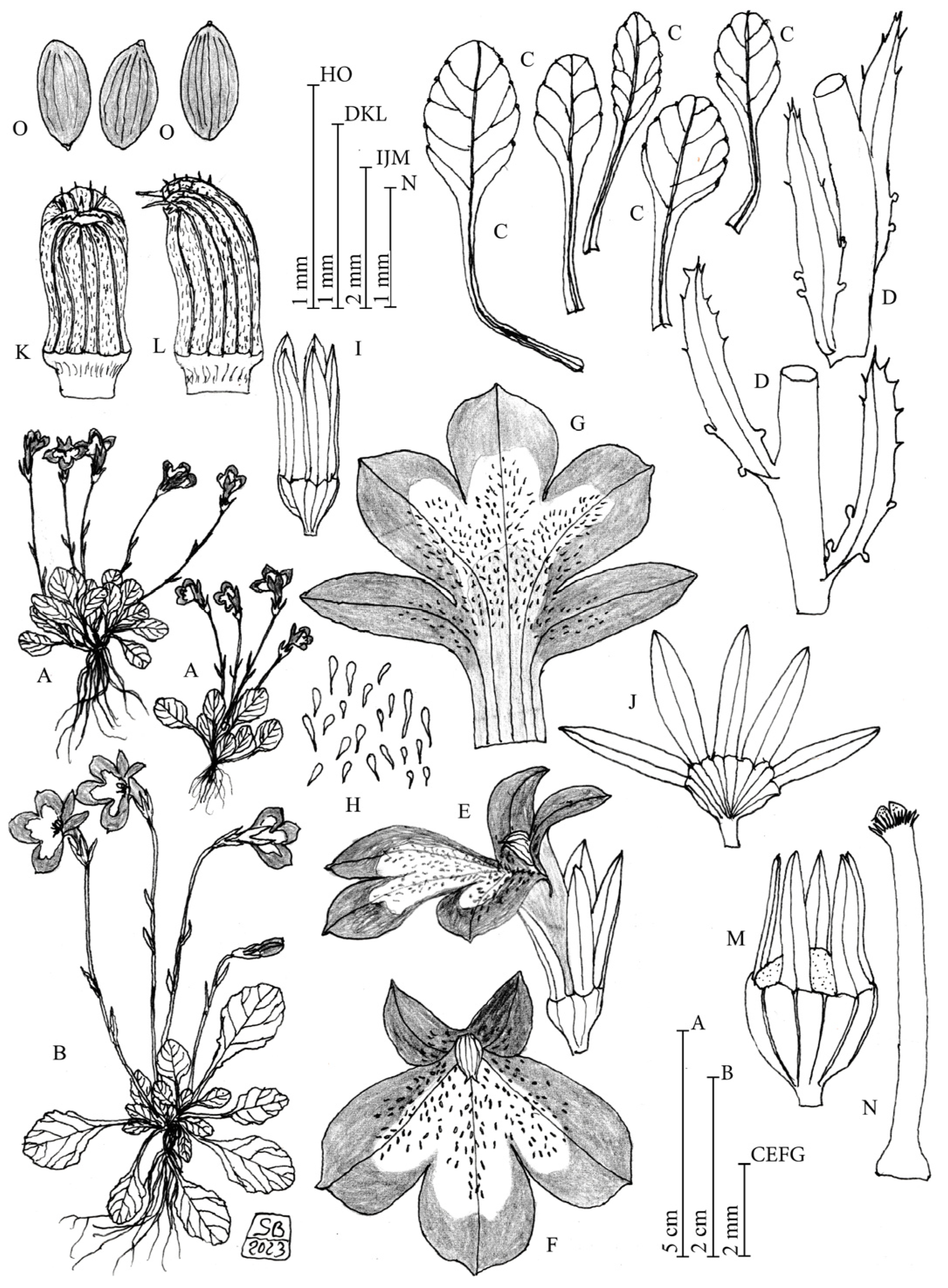 Taxonomy 05 00013 g005