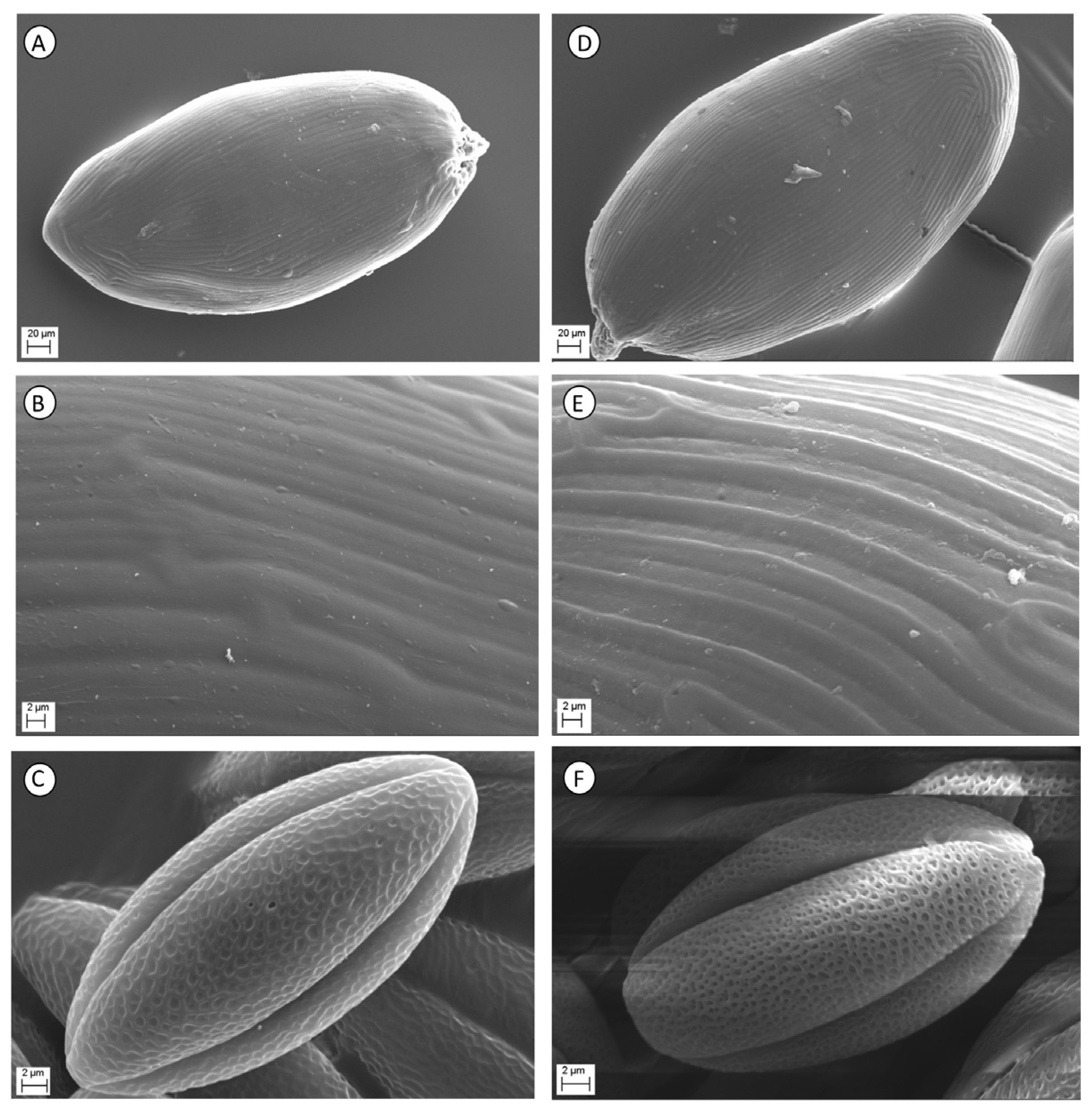 Taxonomy 05 00013 g006