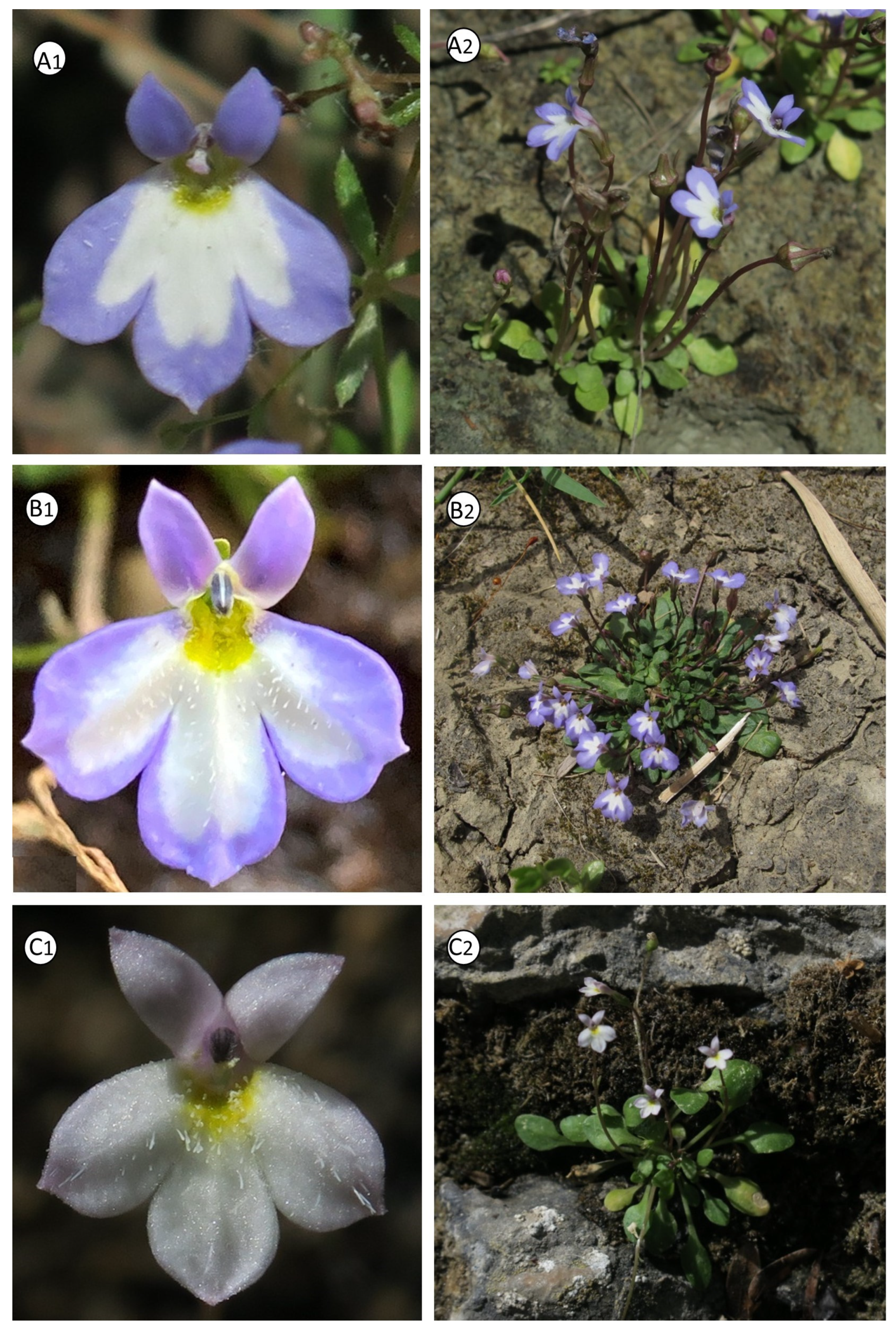 Taxonomy 05 00013 g007