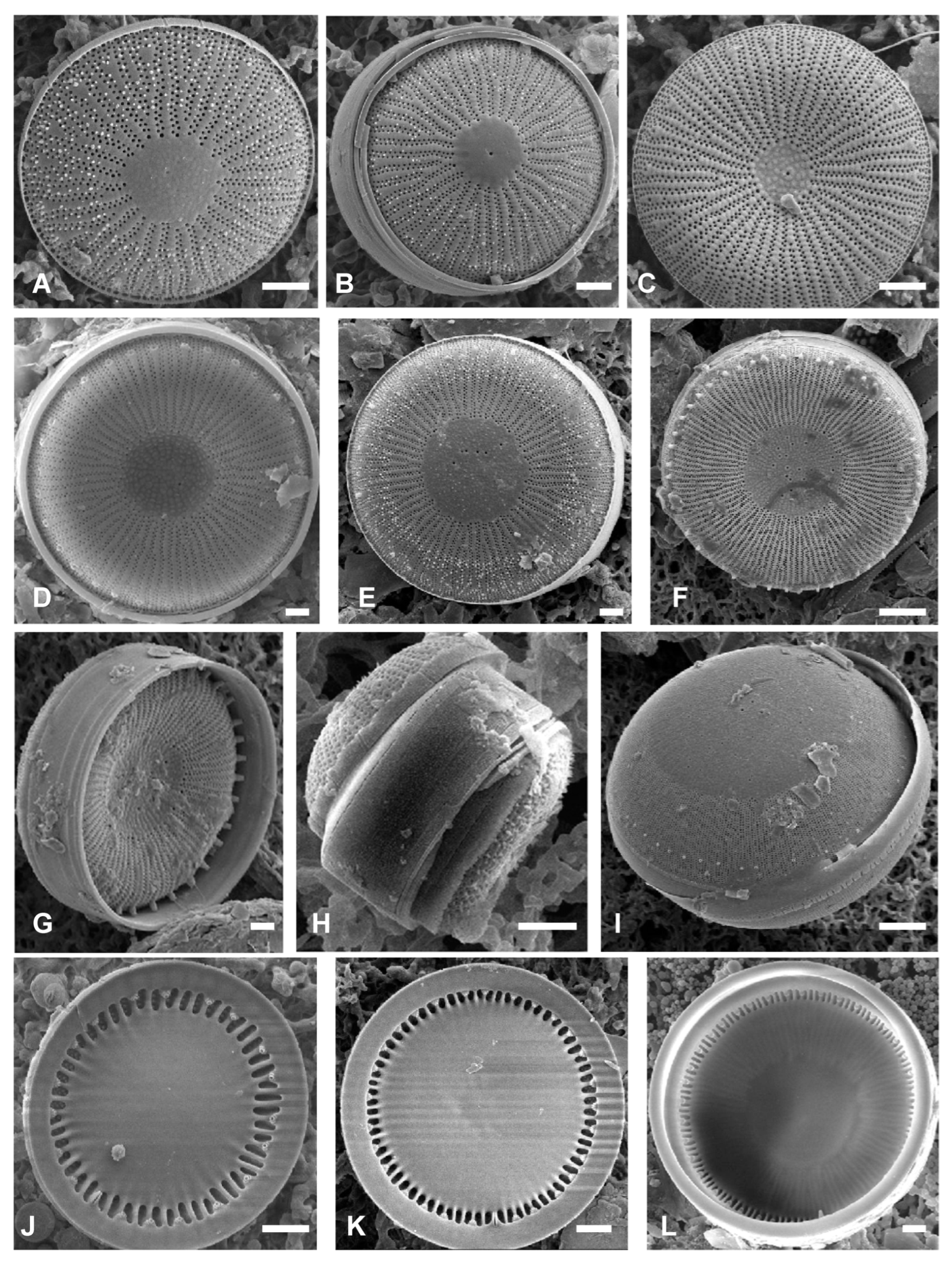 Taxonomy 05 00017 g002