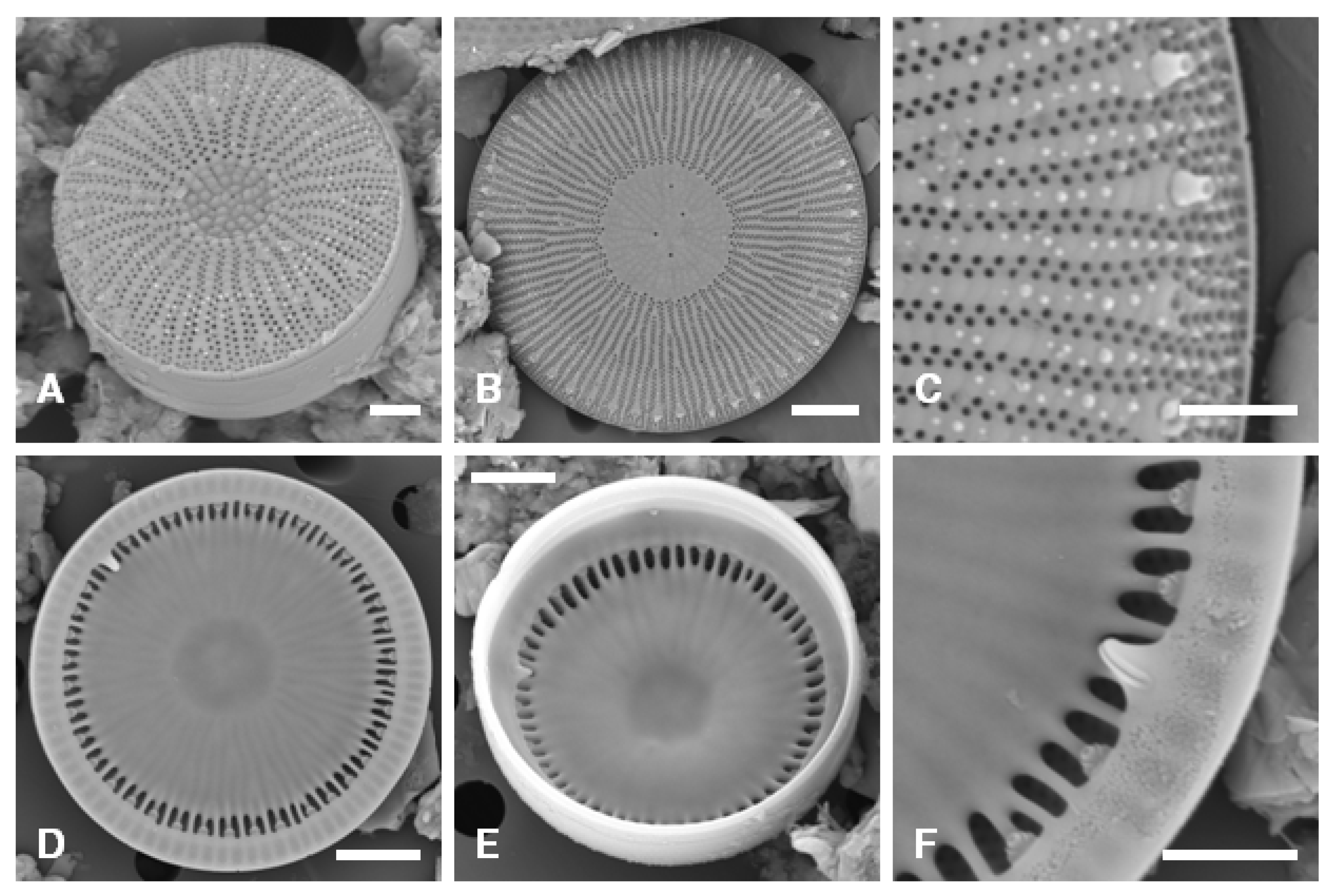 Taxonomy 05 00017 g003