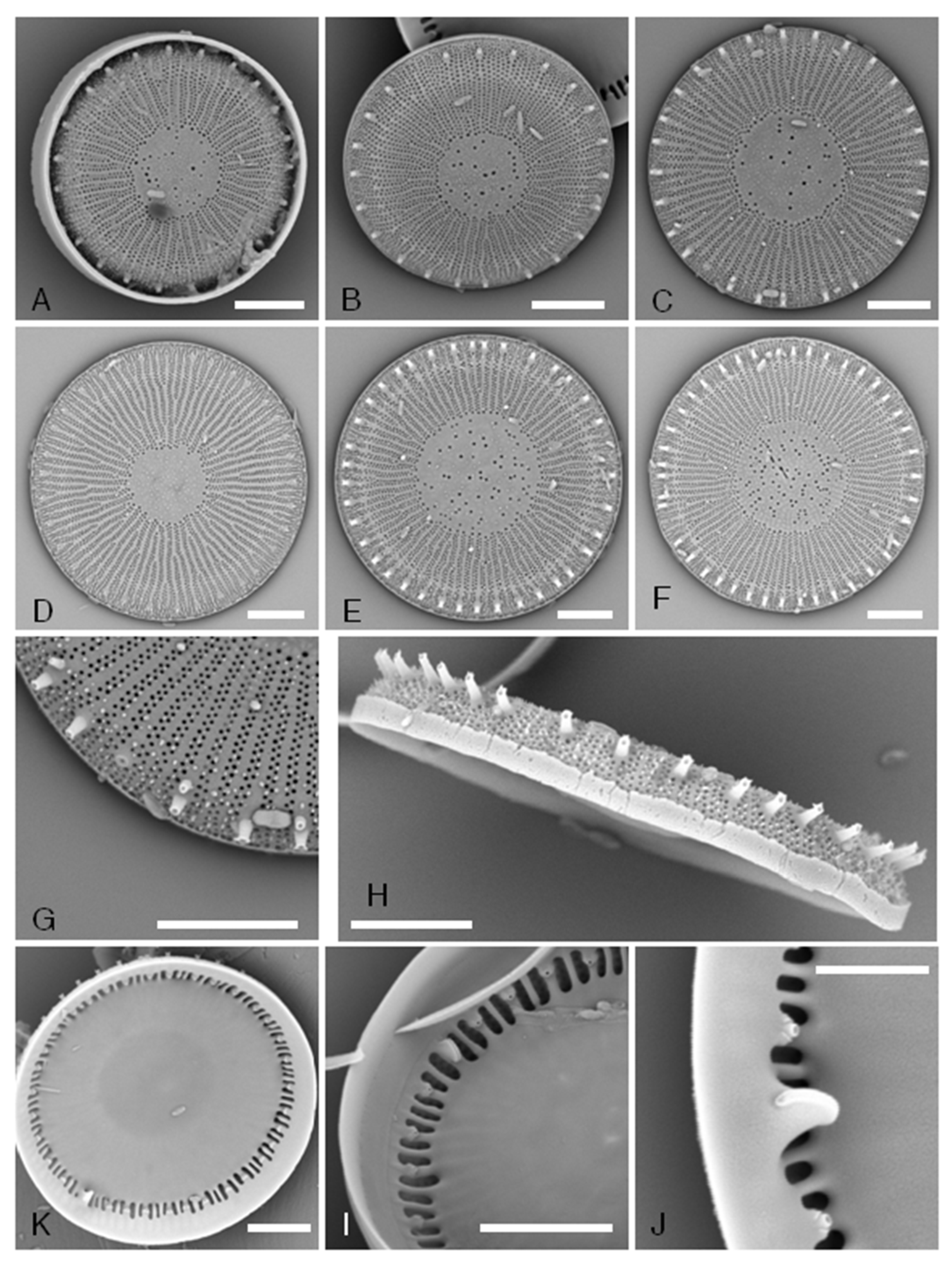Taxonomy 05 00017 g004