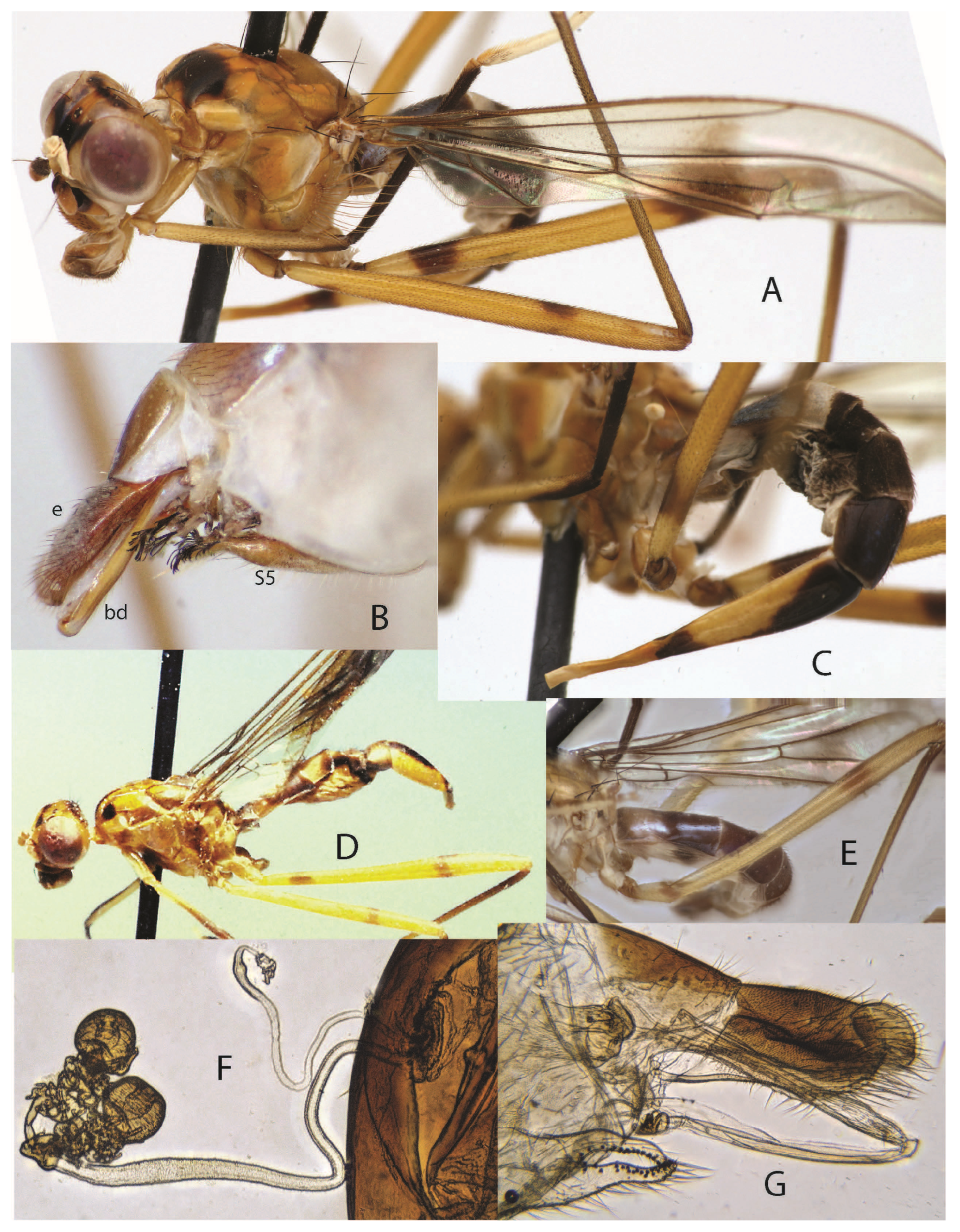 Taxonomy 05 00019 g001
