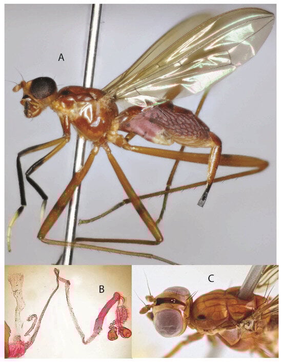 Taxonomy 05 00019 g002