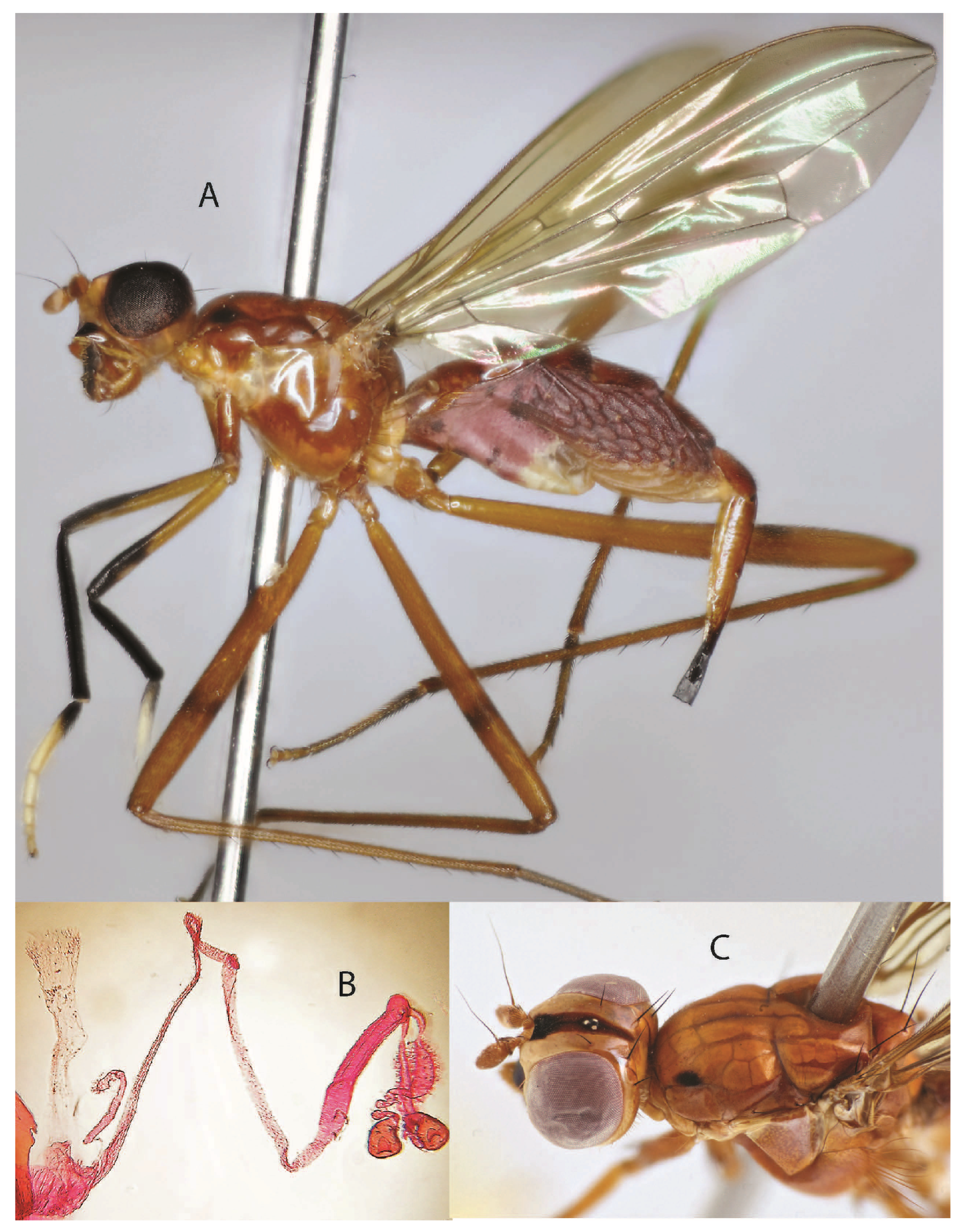 Taxonomy 05 00019 g002