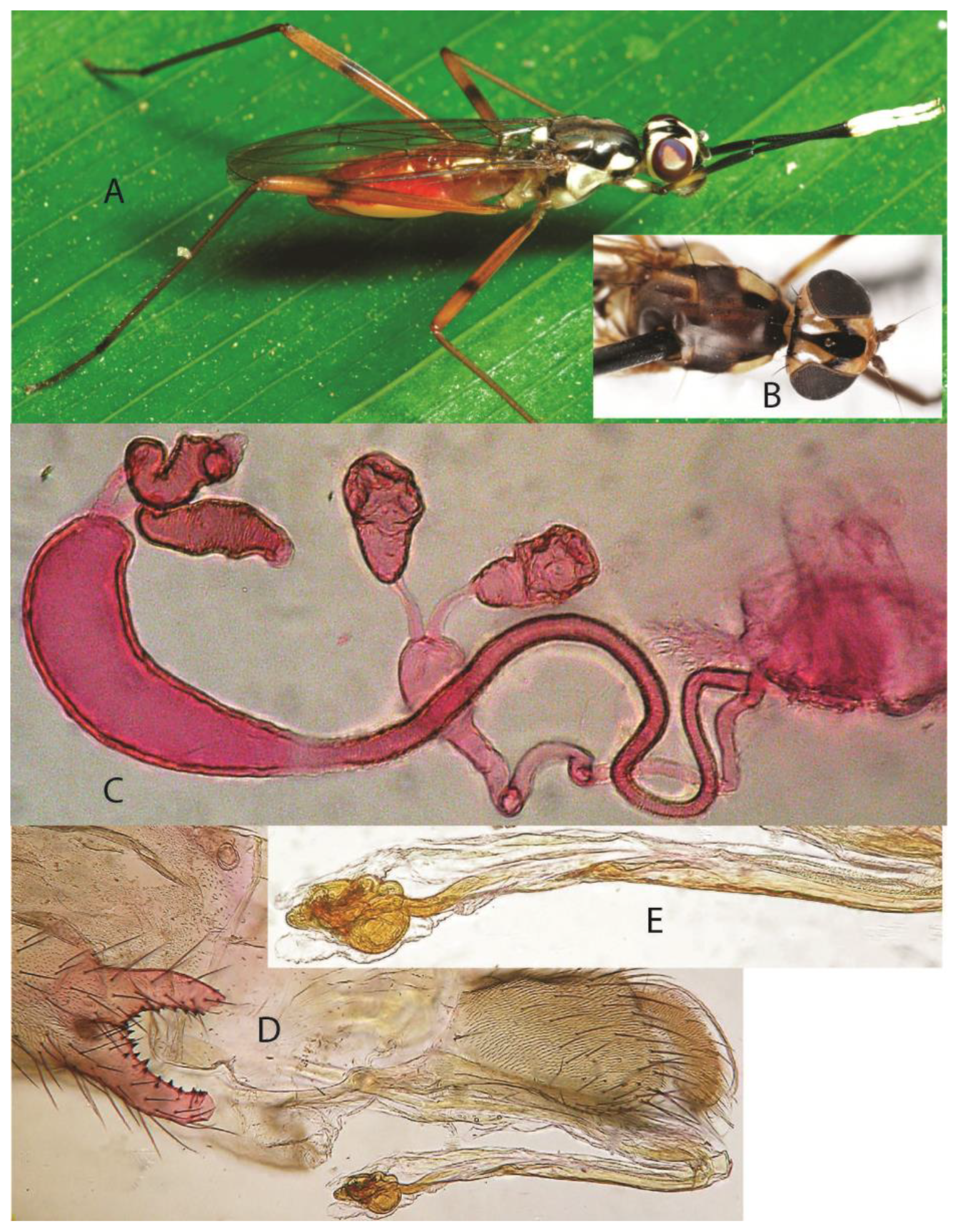 Taxonomy 05 00019 g003