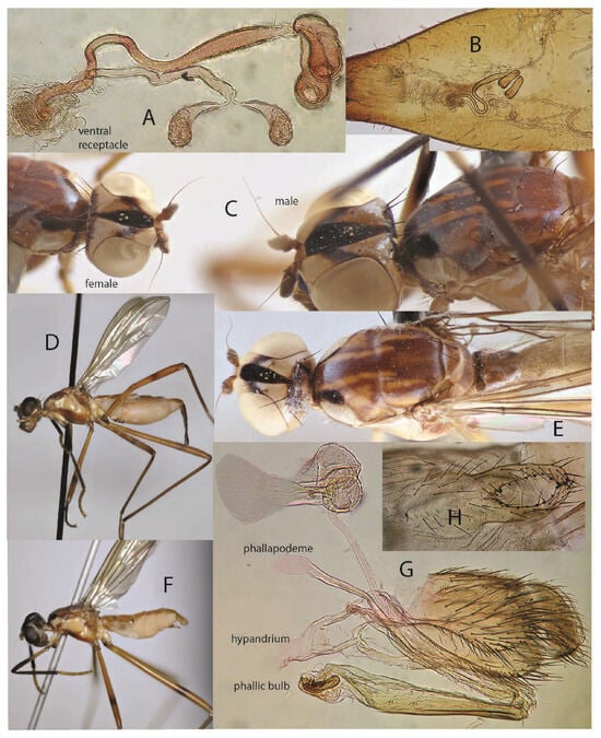 Taxonomy 05 00019 g005