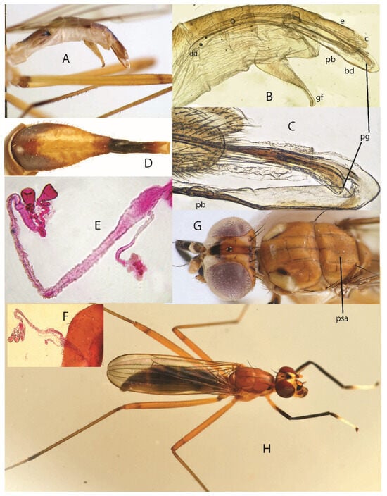 Taxonomy 05 00019 g006