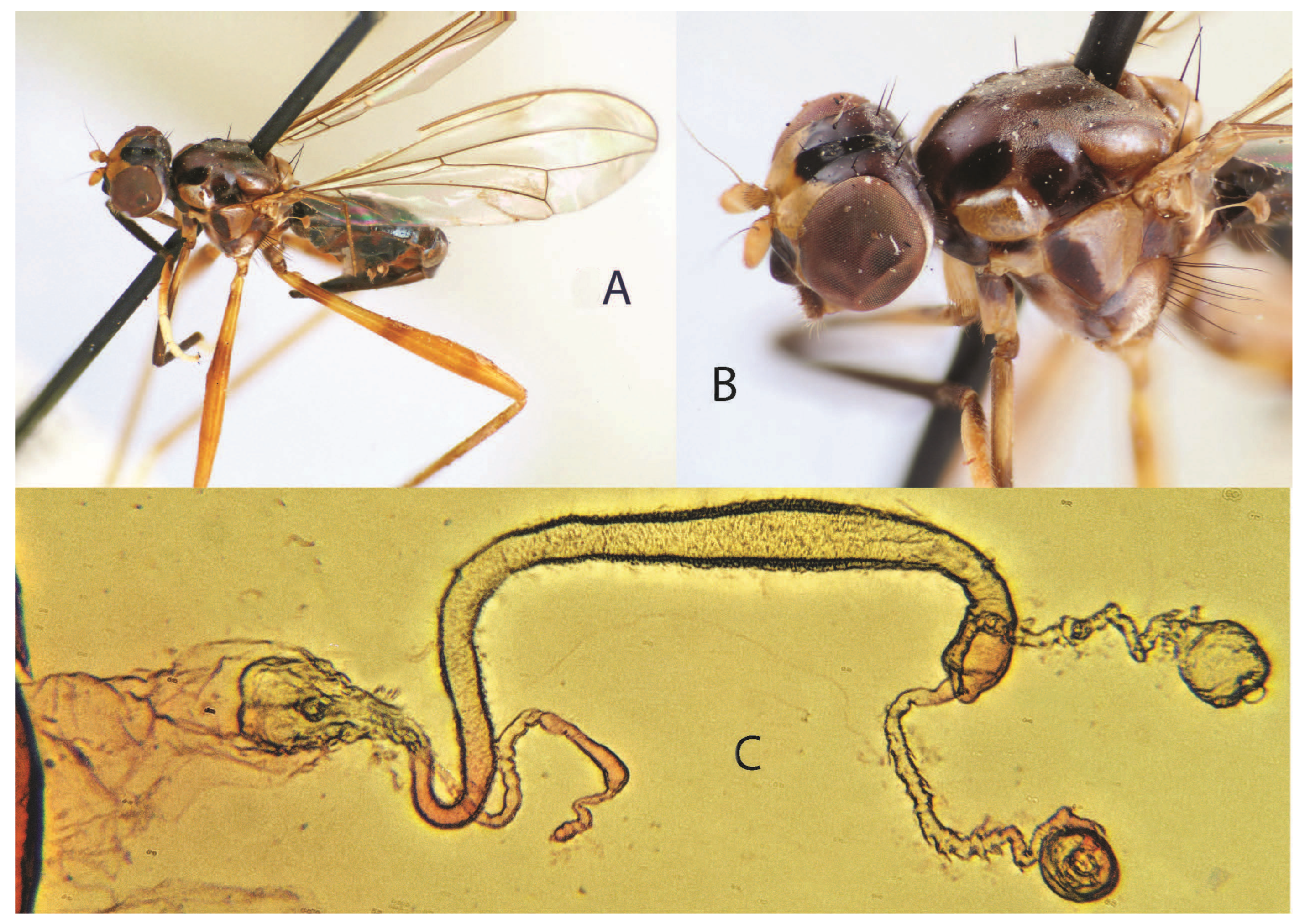 Taxonomy 05 00019 g008