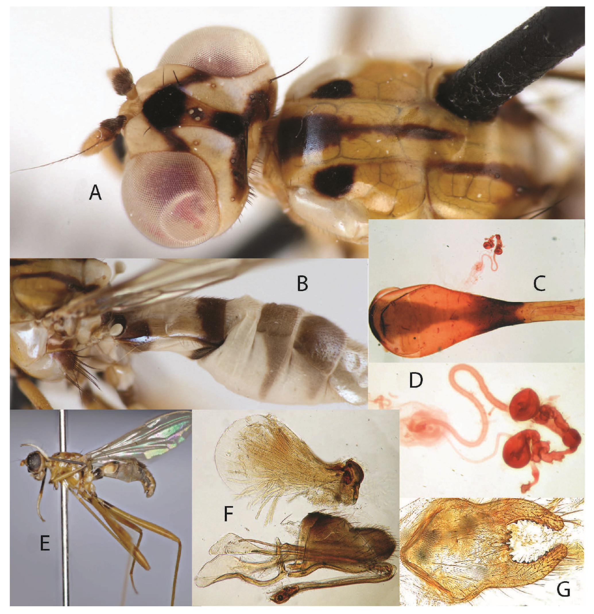 Taxonomy 05 00019 g009