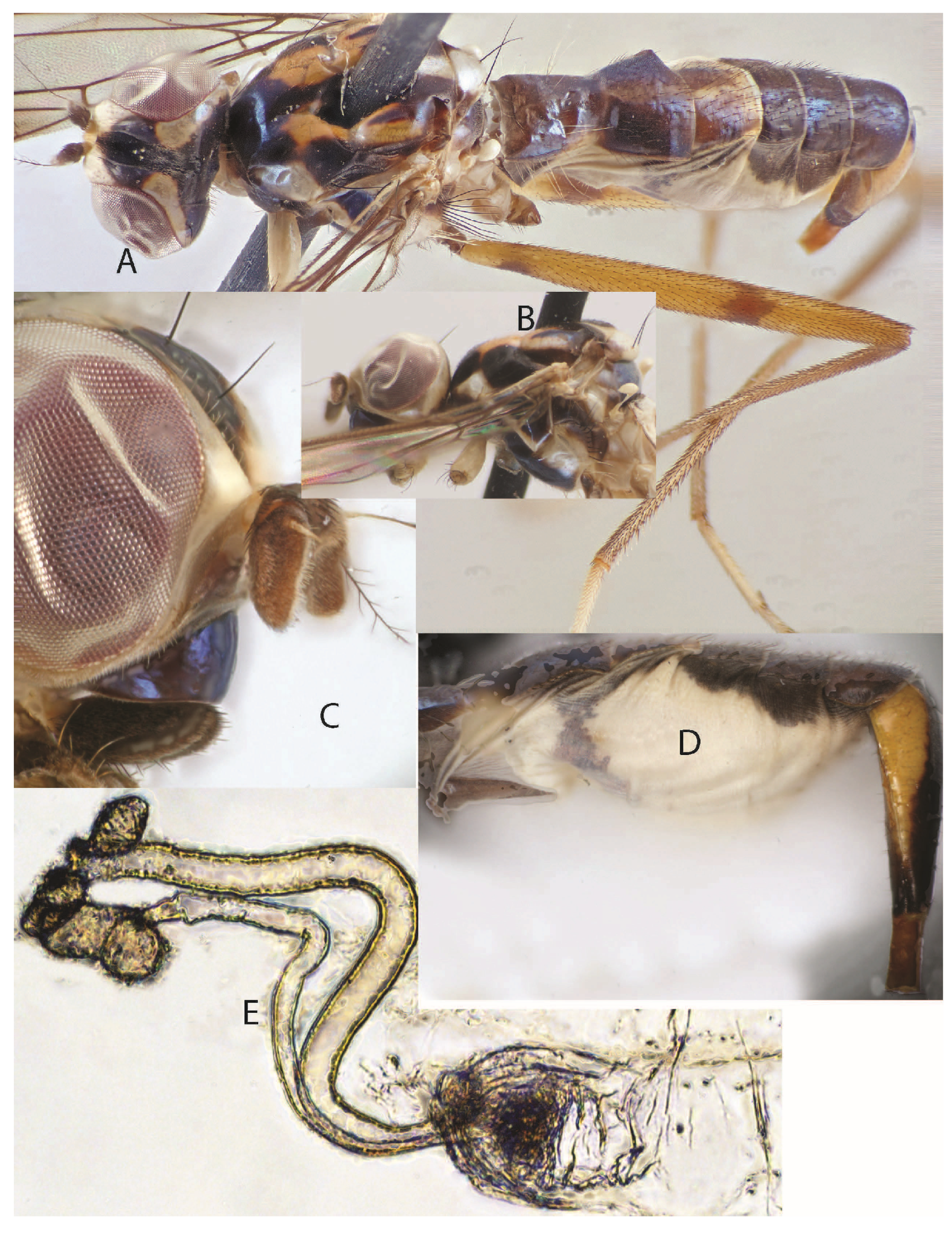 Taxonomy 05 00019 g010