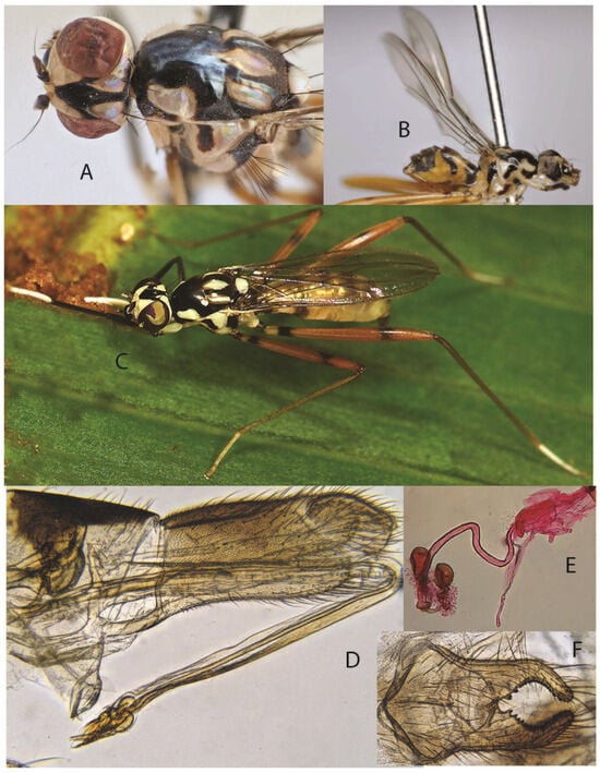 Taxonomy 05 00019 g011