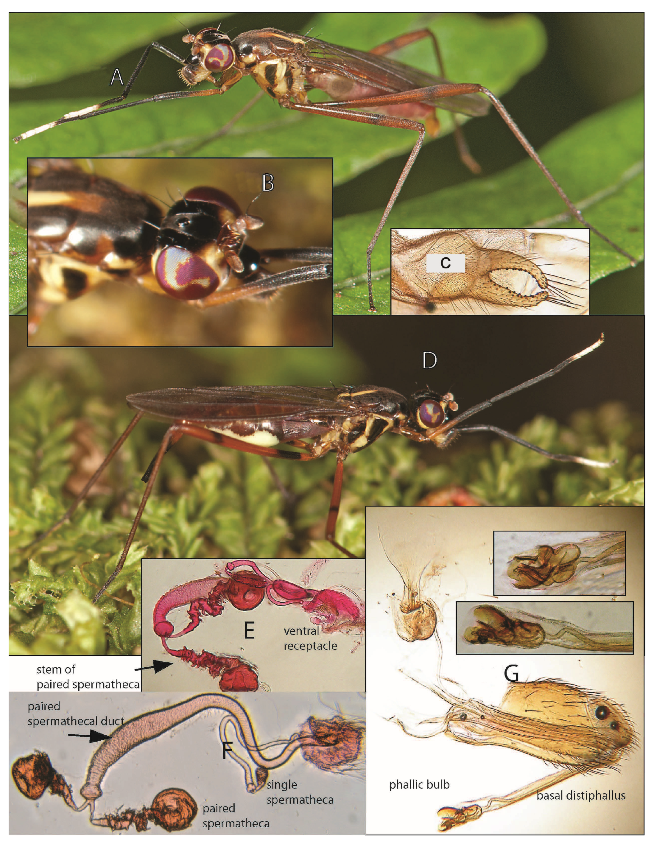 Taxonomy 05 00019 g012