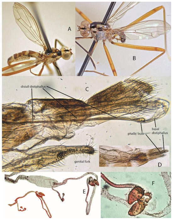 Taxonomy 05 00019 g013