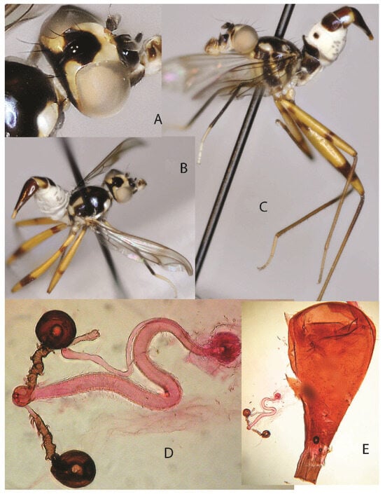 Taxonomy 05 00019 g014