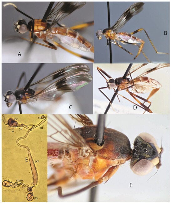 Taxonomy 05 00019 g015
