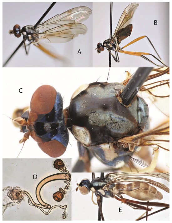 Taxonomy 05 00019 g016