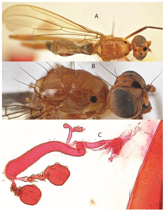 Taxonomy 05 00019 g017