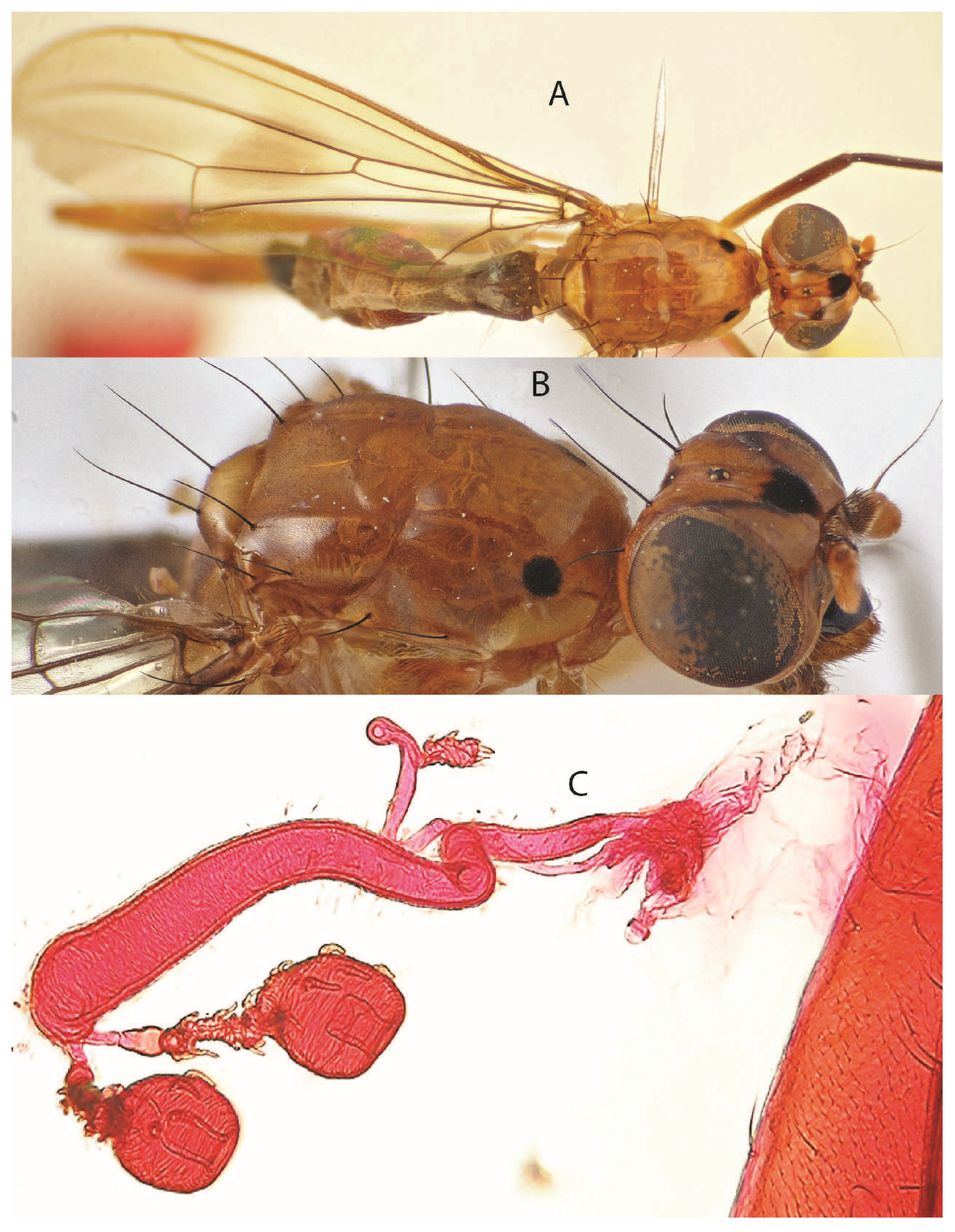 Taxonomy 05 00019 g017