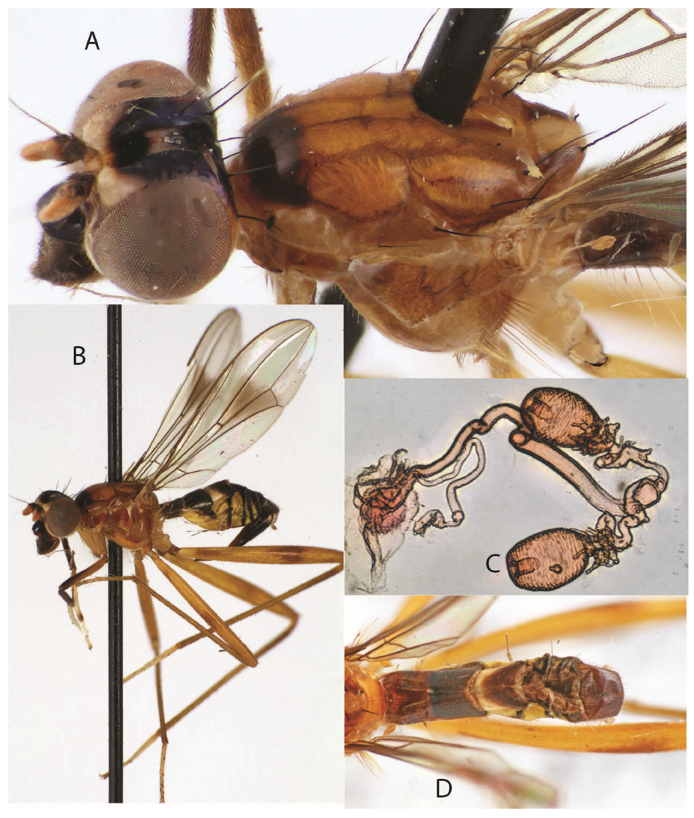 Taxonomy 05 00019 g018