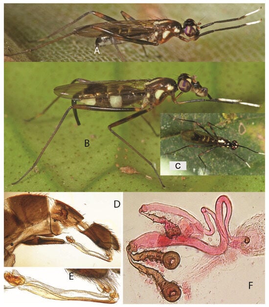 Taxonomy 05 00019 g019