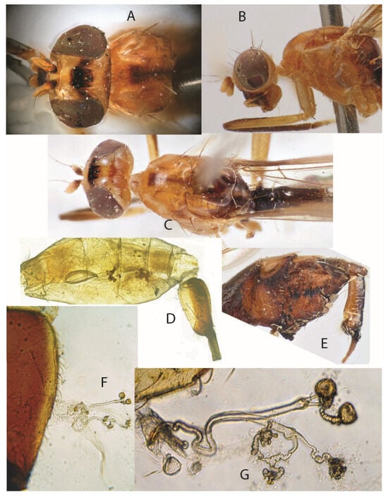 Taxonomy 05 00019 g020