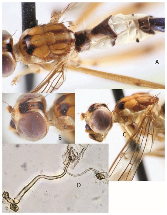 Taxonomy 05 00019 g023