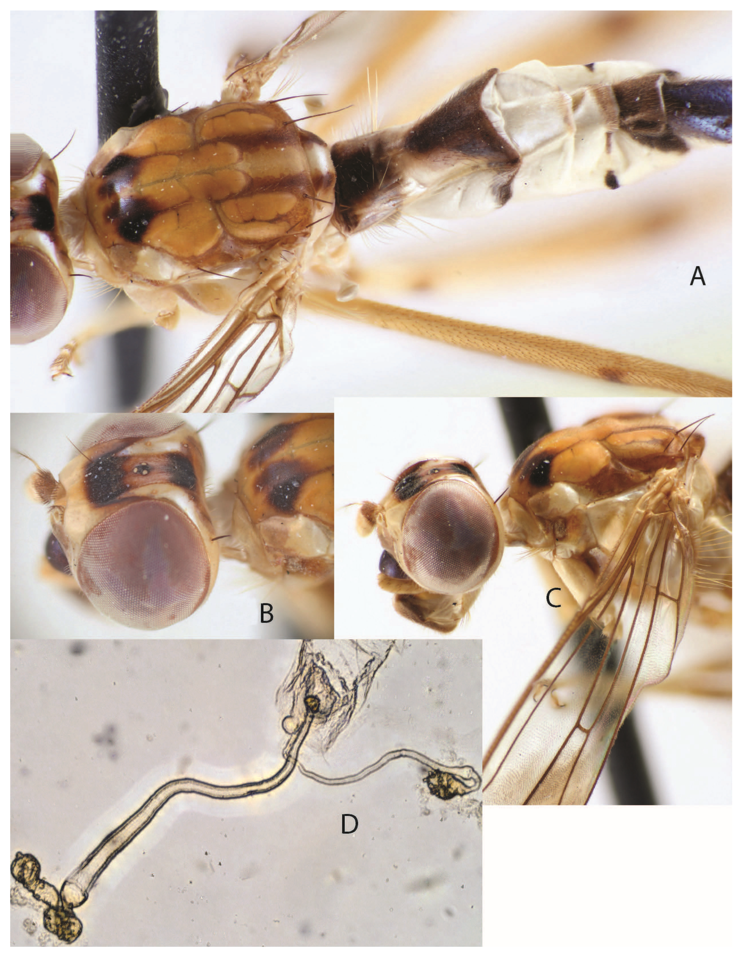 Taxonomy 05 00019 g023