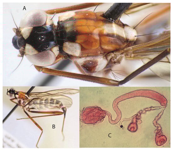 Taxonomy 05 00019 g024