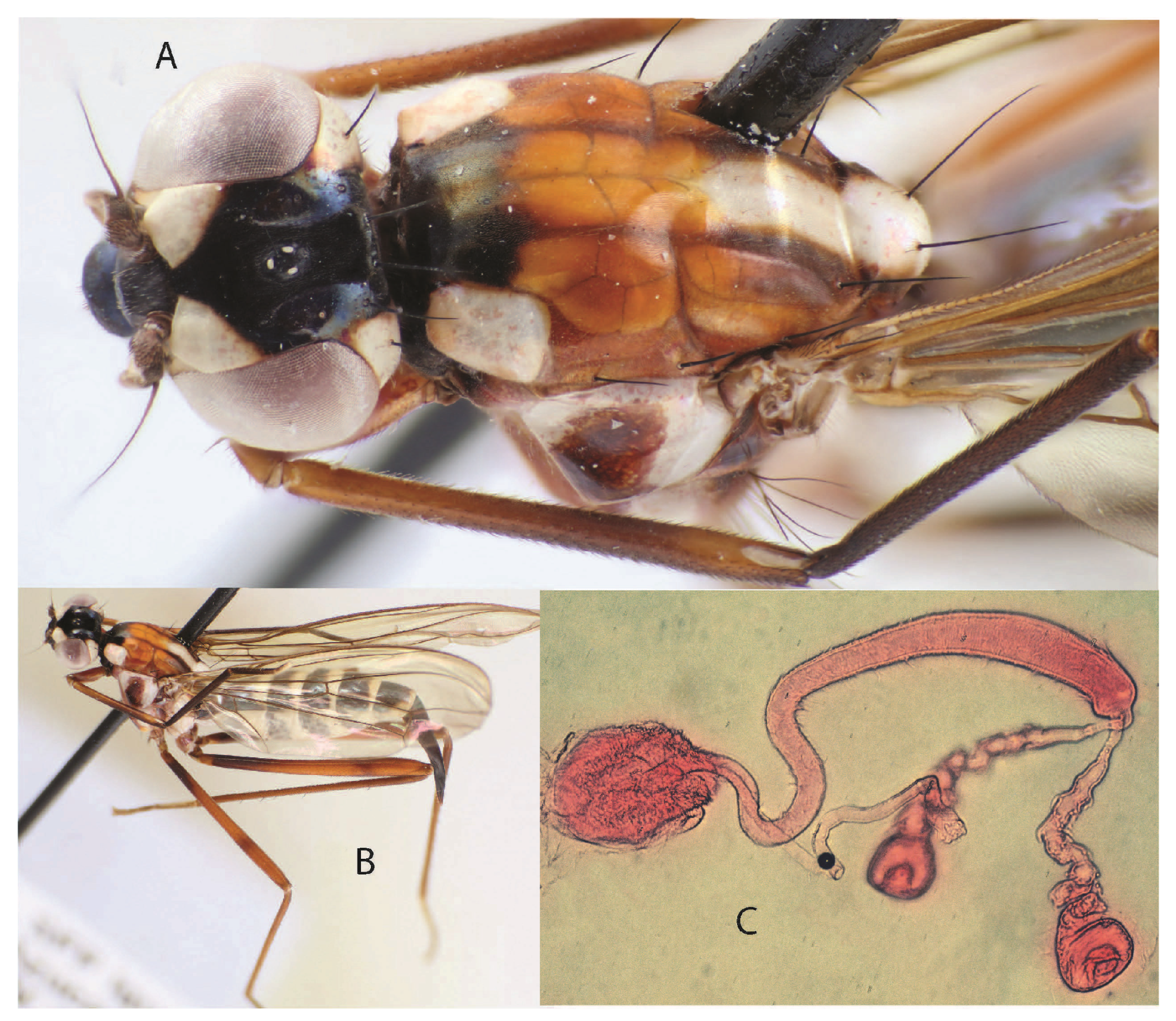 Taxonomy 05 00019 g024