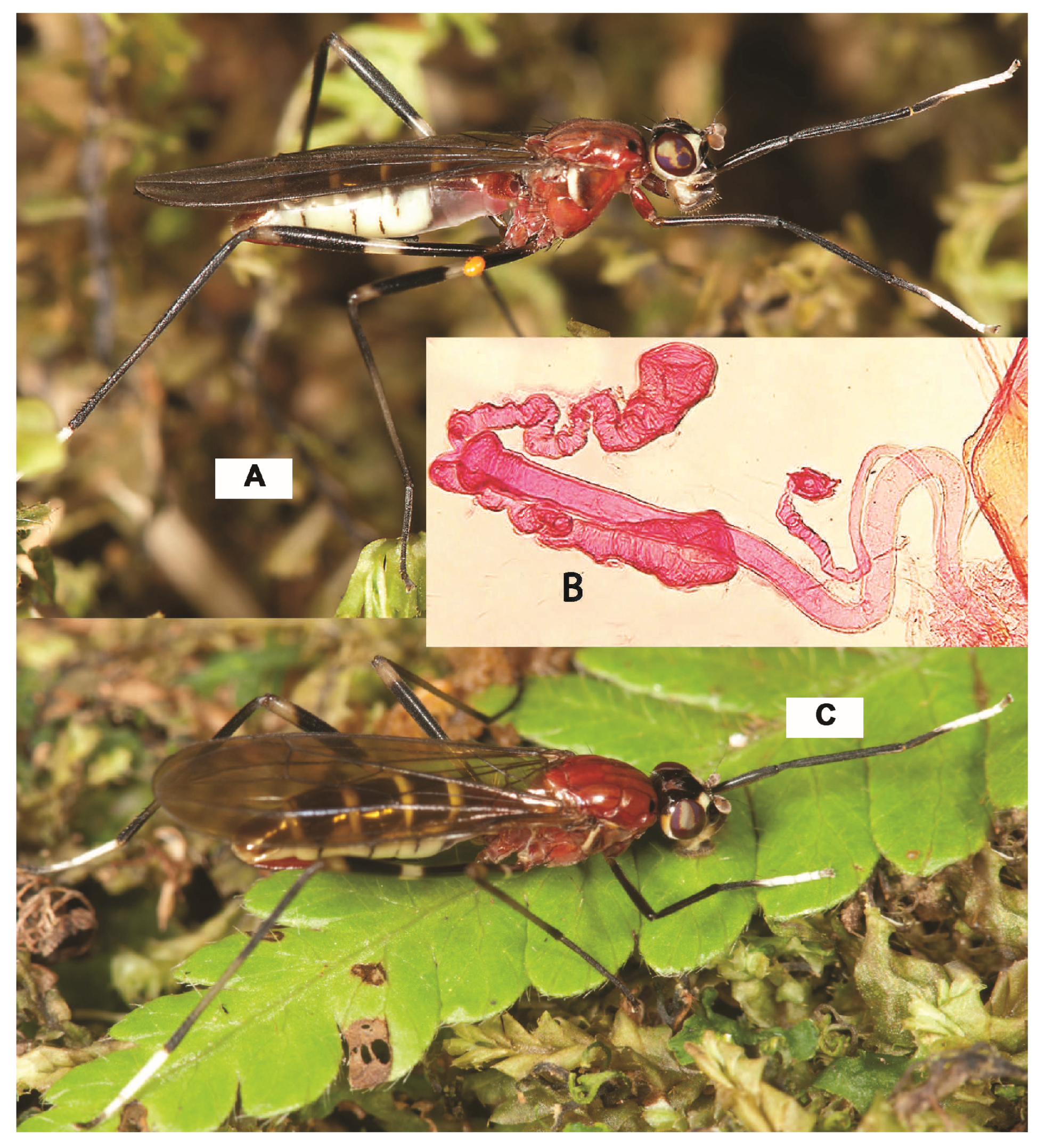 Taxonomy 05 00019 g025