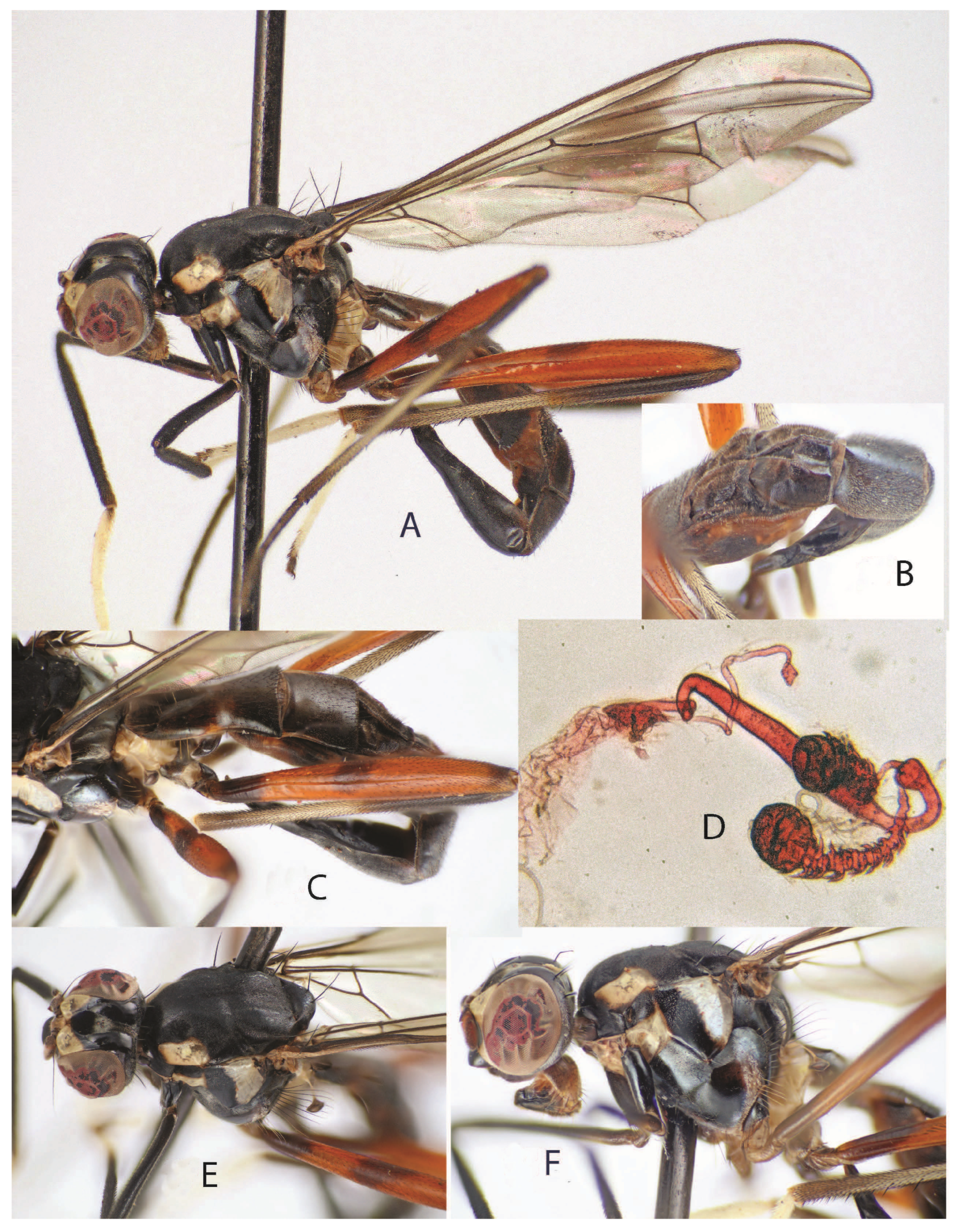 Taxonomy 05 00019 g027