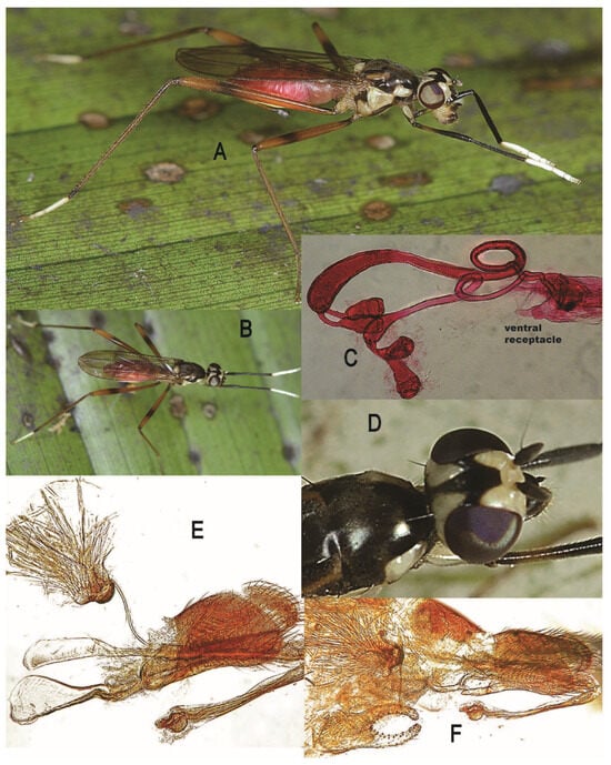 Taxonomy 05 00019 g028