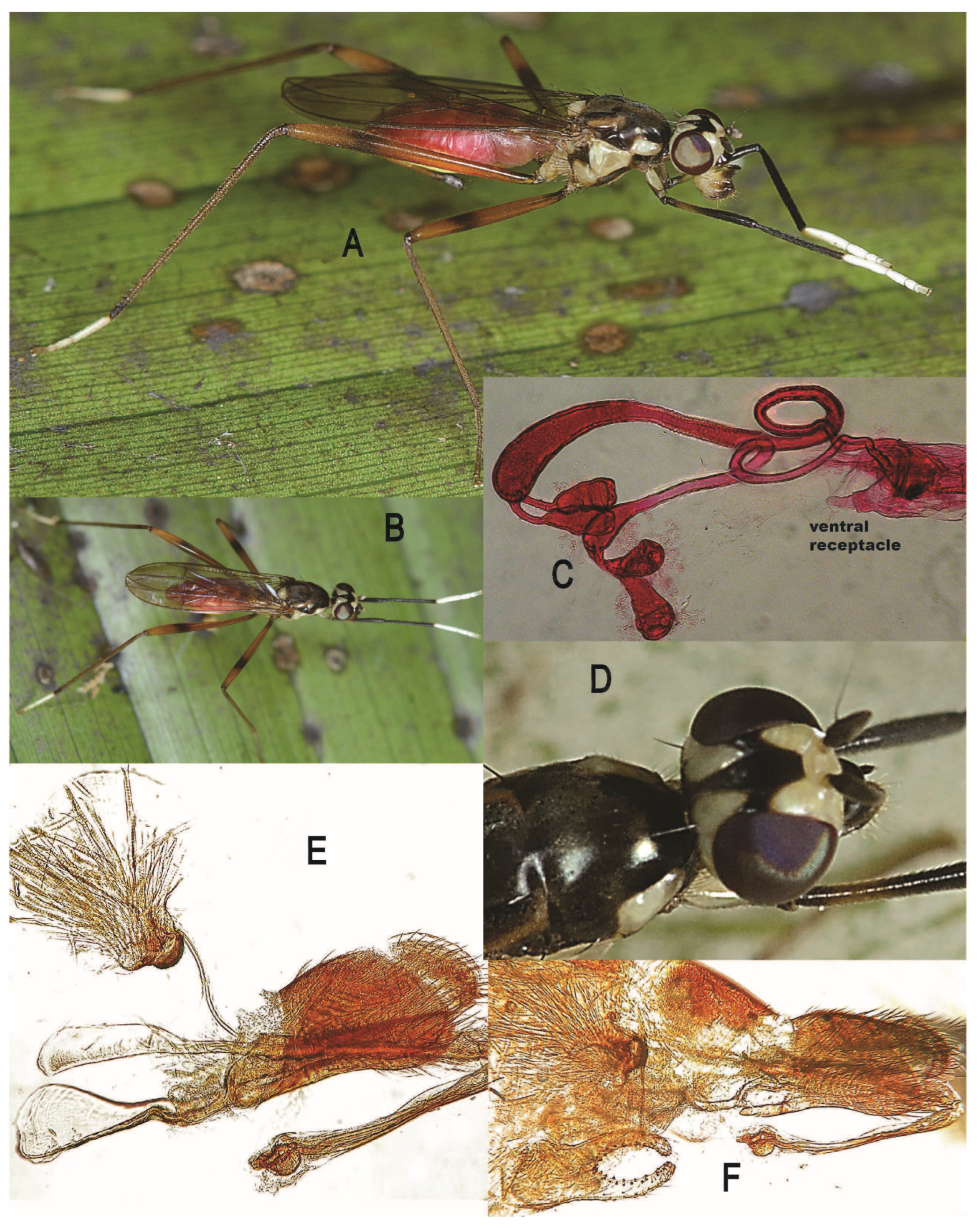 Taxonomy 05 00019 g028