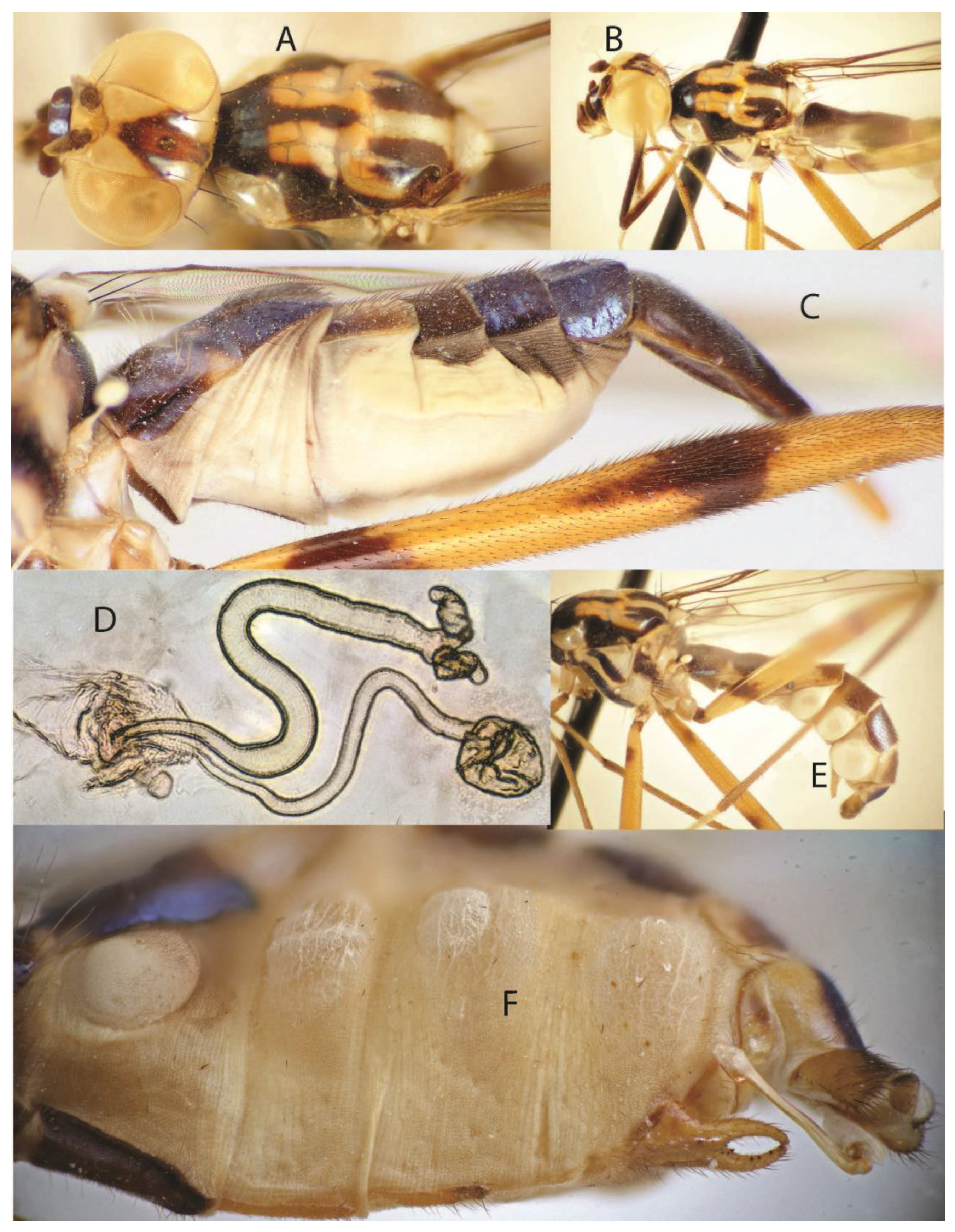 Taxonomy 05 00019 g029
