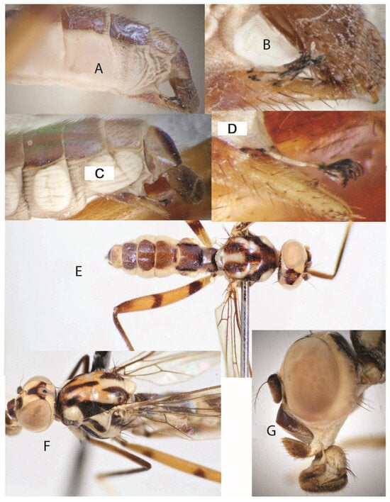 Taxonomy 05 00019 g030