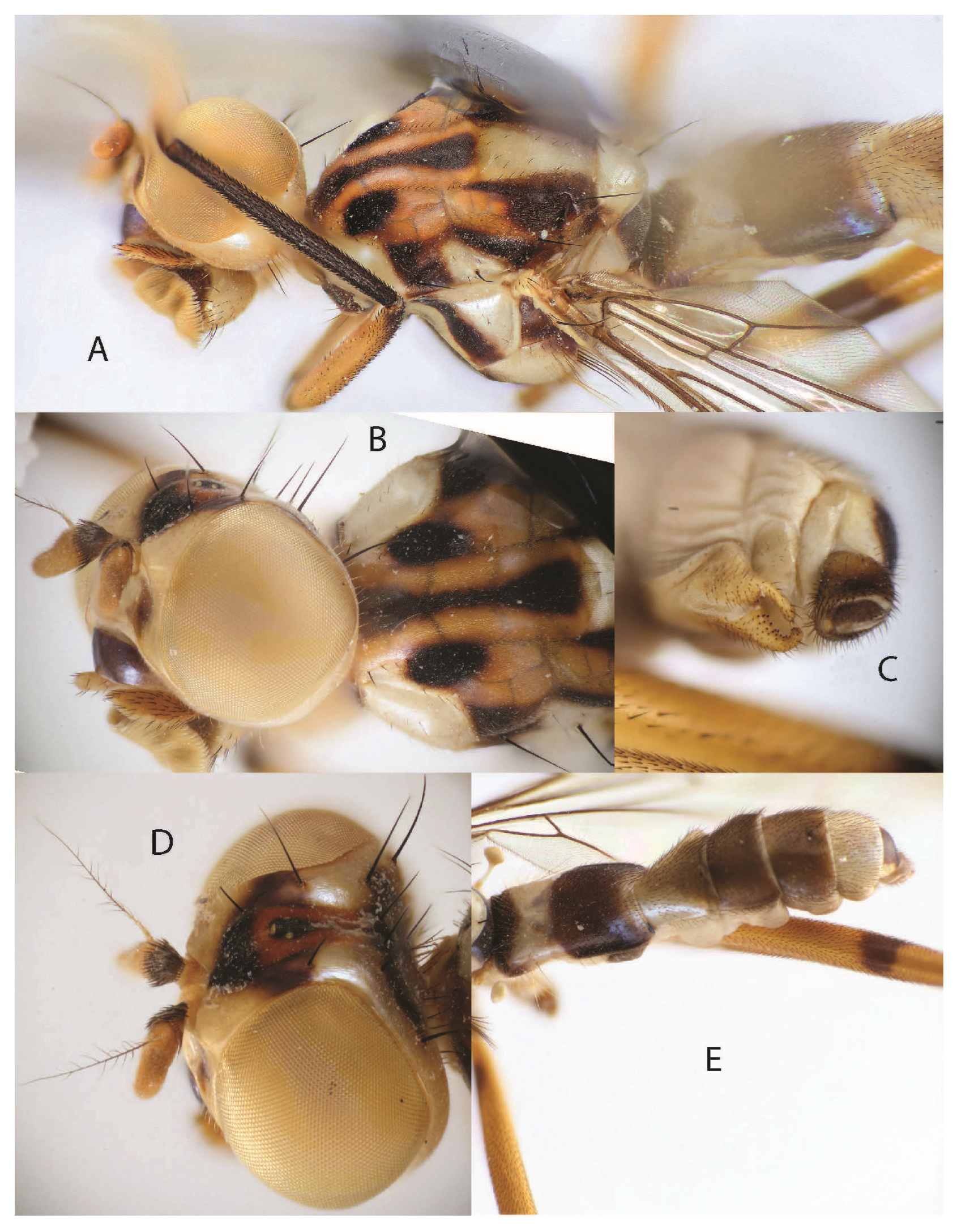 Taxonomy 05 00019 g031
