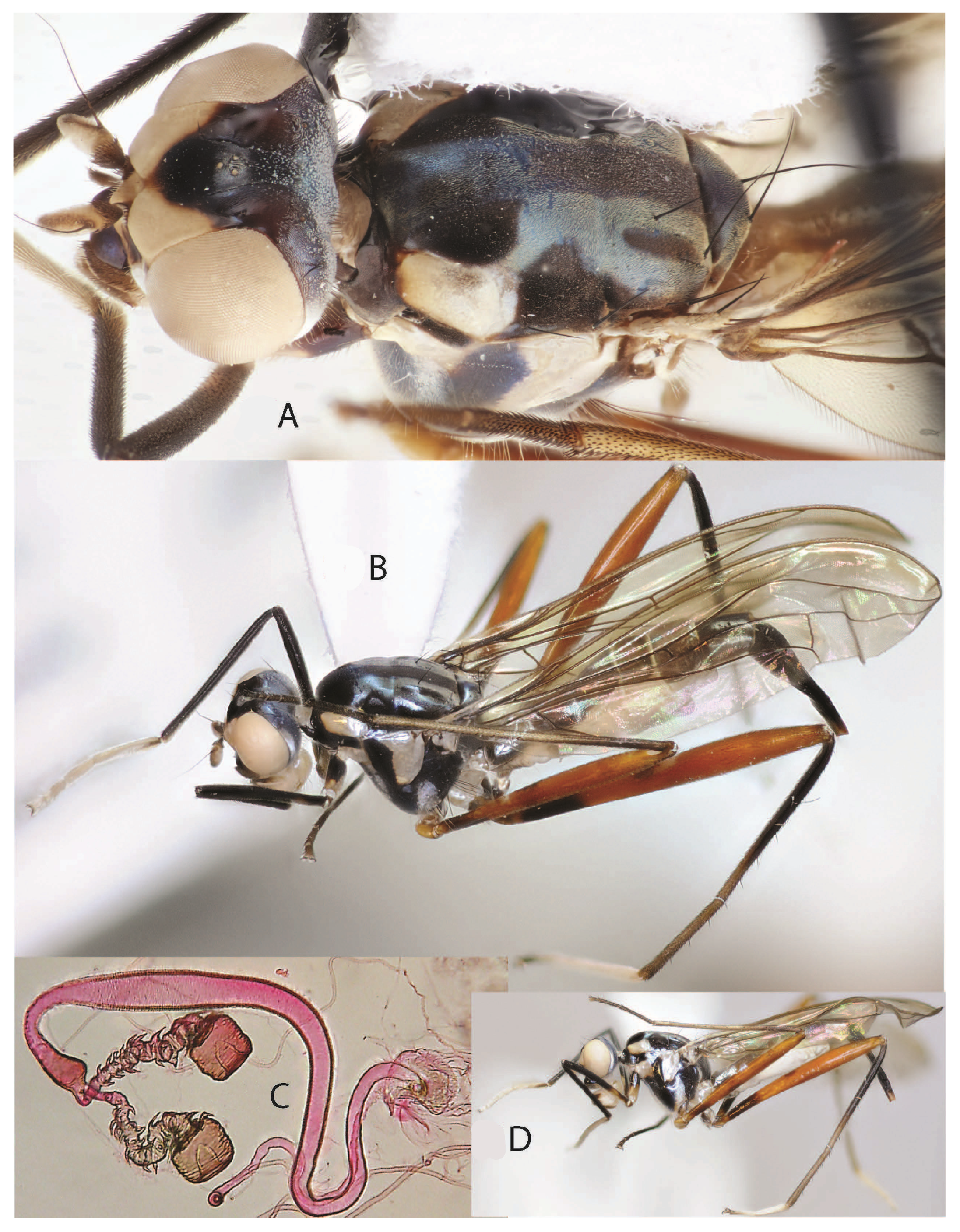 Taxonomy 05 00019 g033