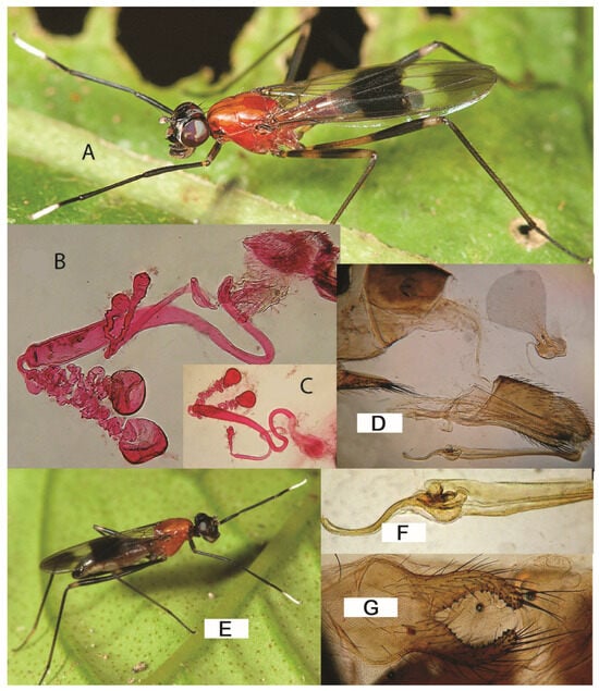 Taxonomy 05 00019 g034