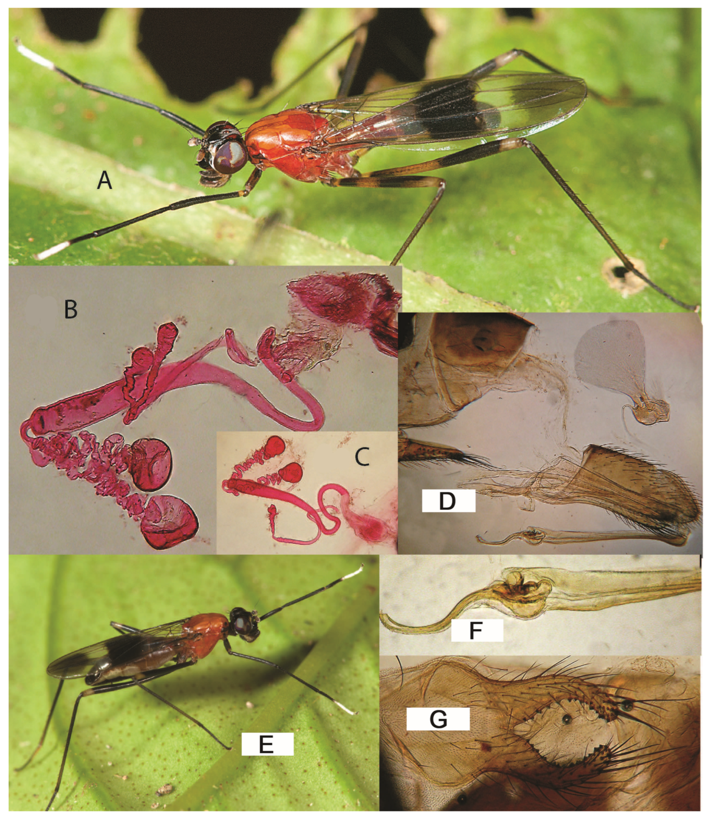 Taxonomy 05 00019 g034