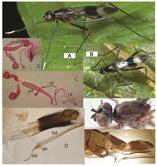 Taxonomy 05 00019 g035