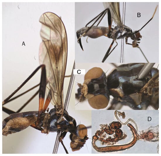 Taxonomy 05 00019 g036
